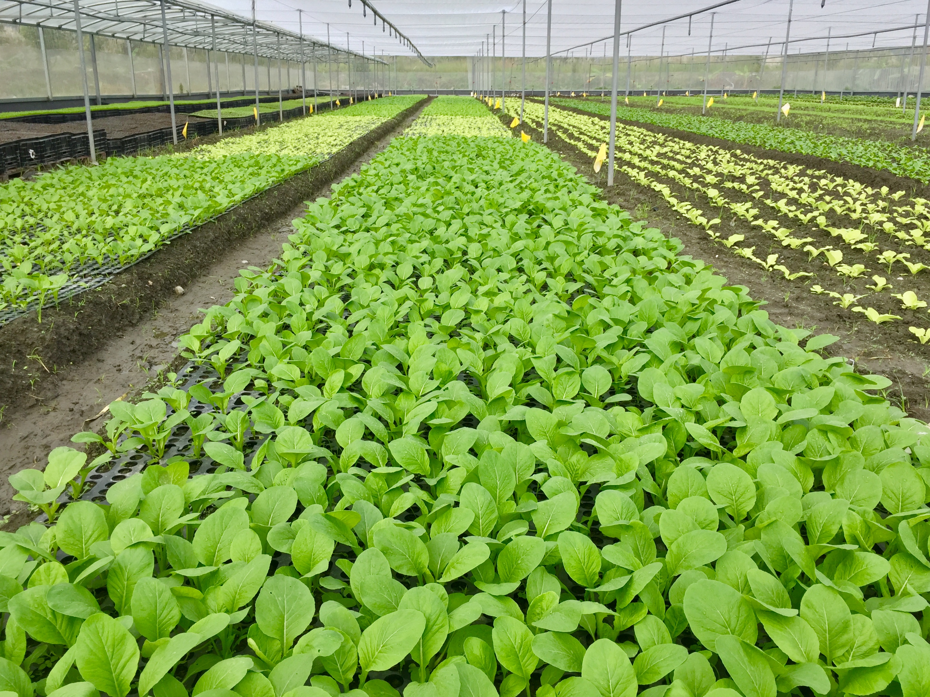 奇萊美地的腹地廣達60公頃，依據蔬果特性搭建溫網室種植。