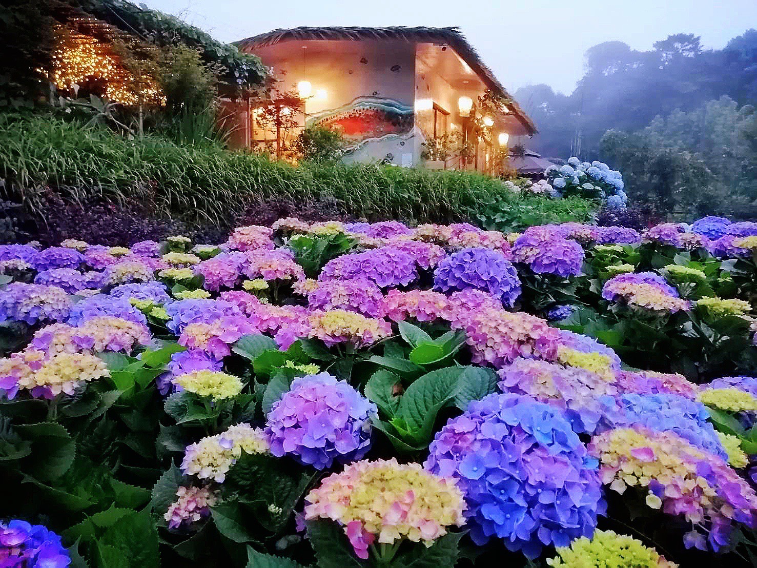 繡球花季節，繽紛的花田色彩。