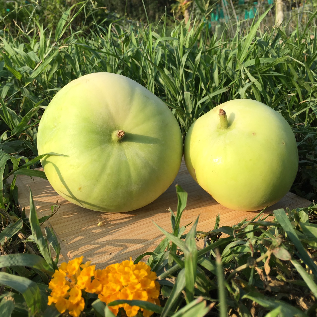 特色產物「芋香冬瓜」