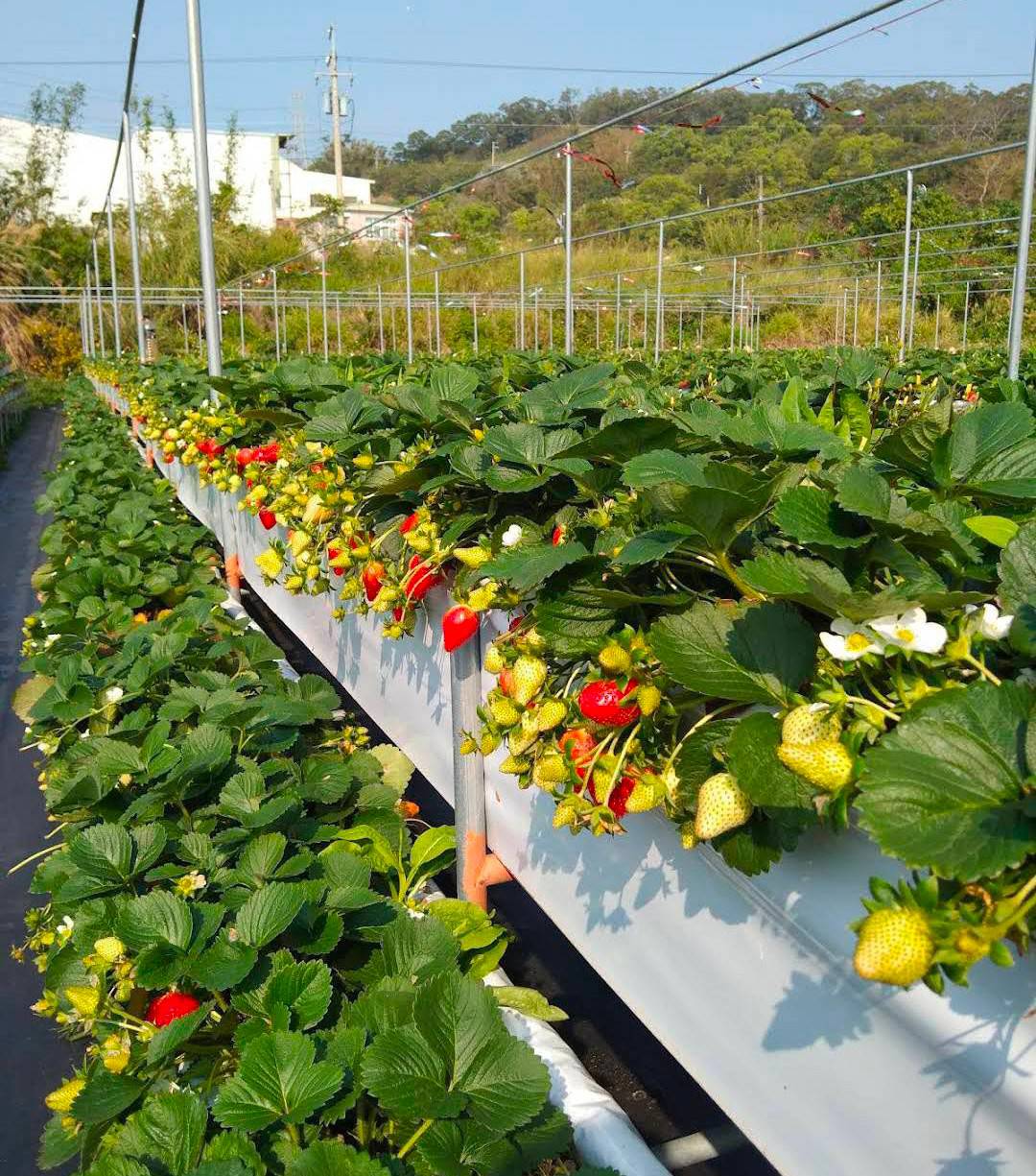 吉軒農場的草莓,皆通過中興大學的產銷履歷認證。