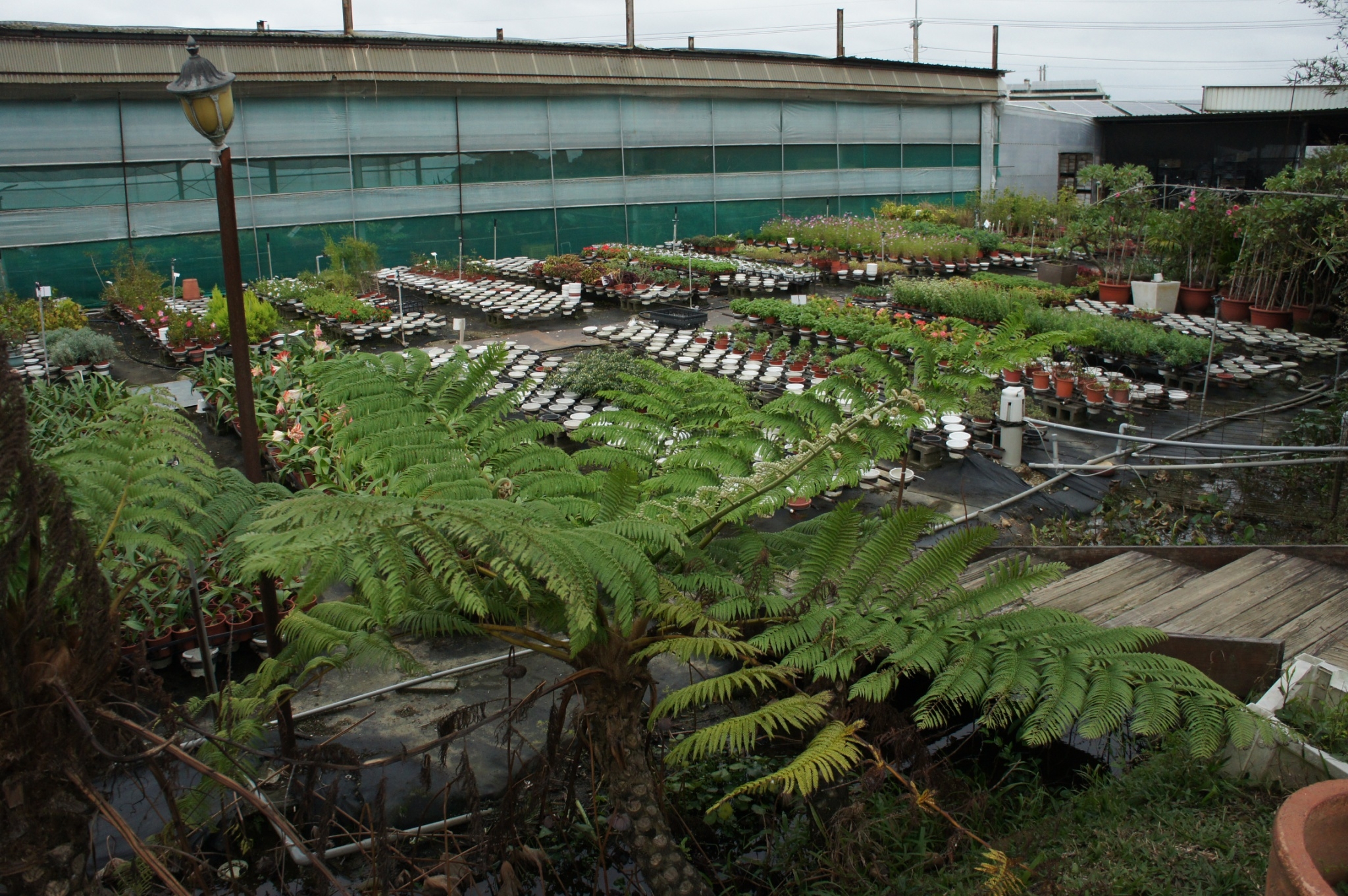 依據植物生長習性，各別擺放在戶外植物區及溫室棚區。