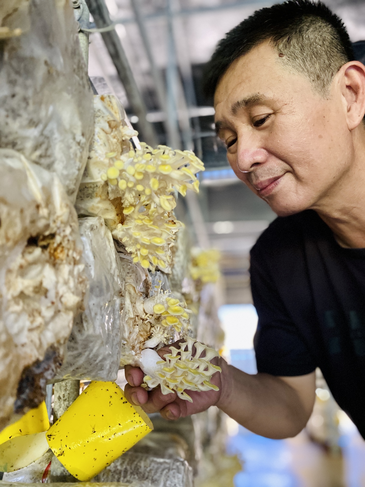 陳進財堅持不施藥，僅以黏蟲紙防治，陳進財以太空包輪作13種菇類，分成春夏、秋冬、四季等3產期。
