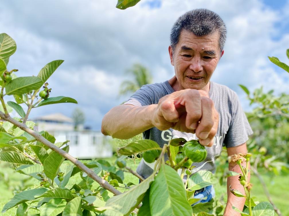 陳建志回歸生長特性來栽植芭樂，當作孩子般呵護。