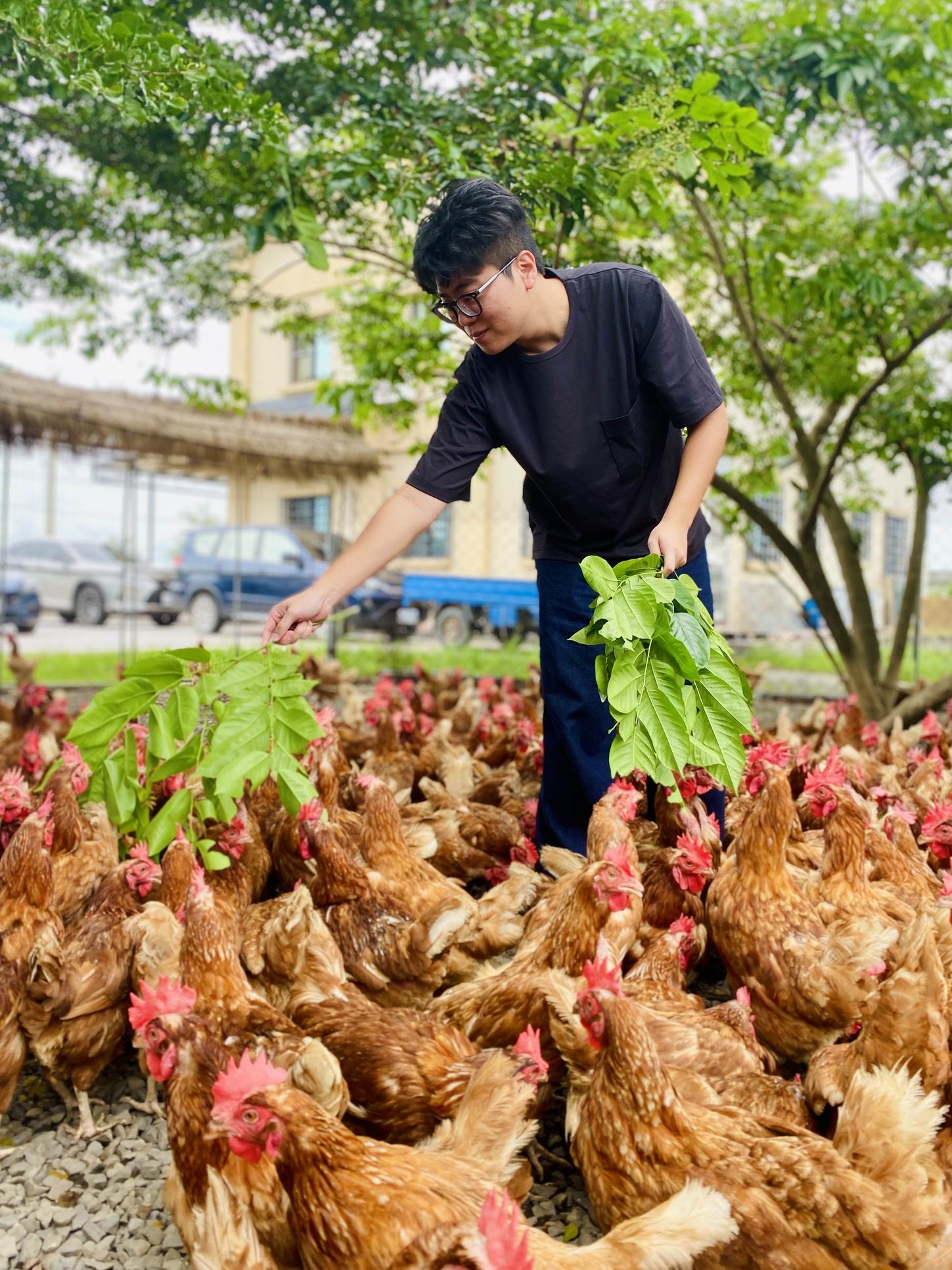 揮舞枝葉就能號召雞群蜂擁，開心餵雞零距離。