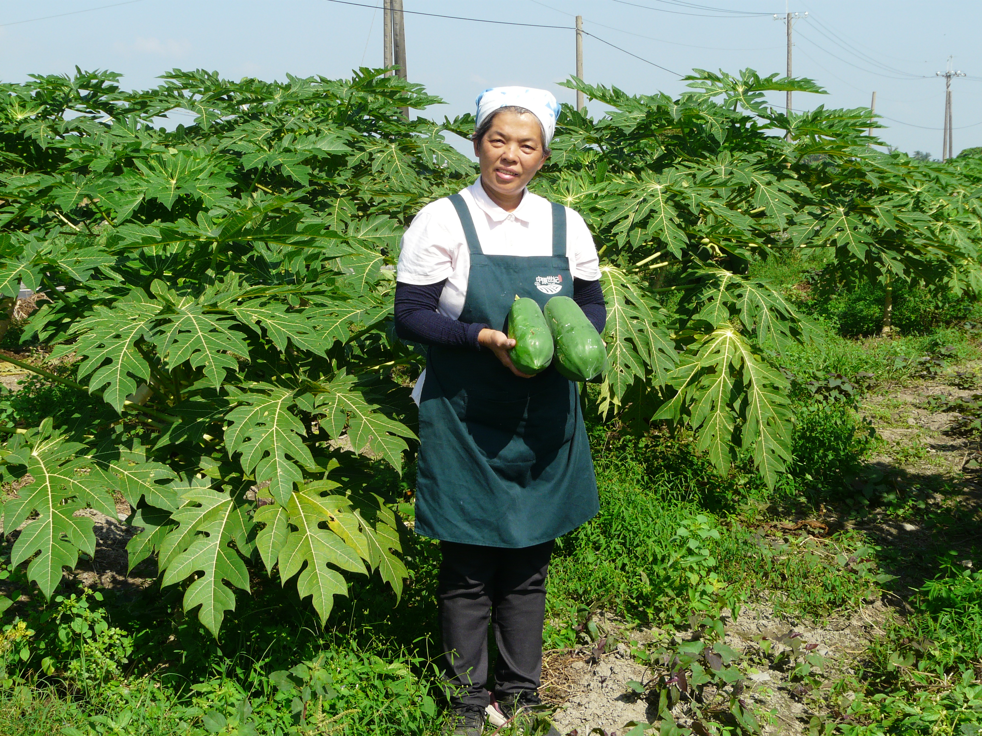 李姿滿以無毒農法栽種木瓜，因青木瓜含有大量豐富的木瓜酵素，須在果實未成熟之前採收。