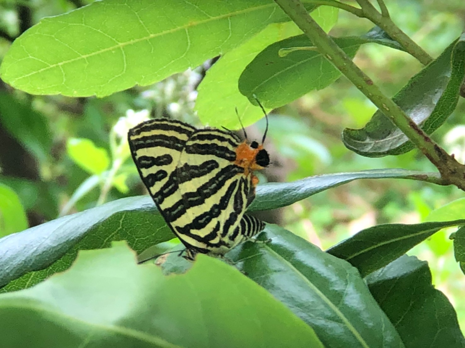 園區不時可見蝴蝶翩翩飛舞，目前可見種類多達40種。