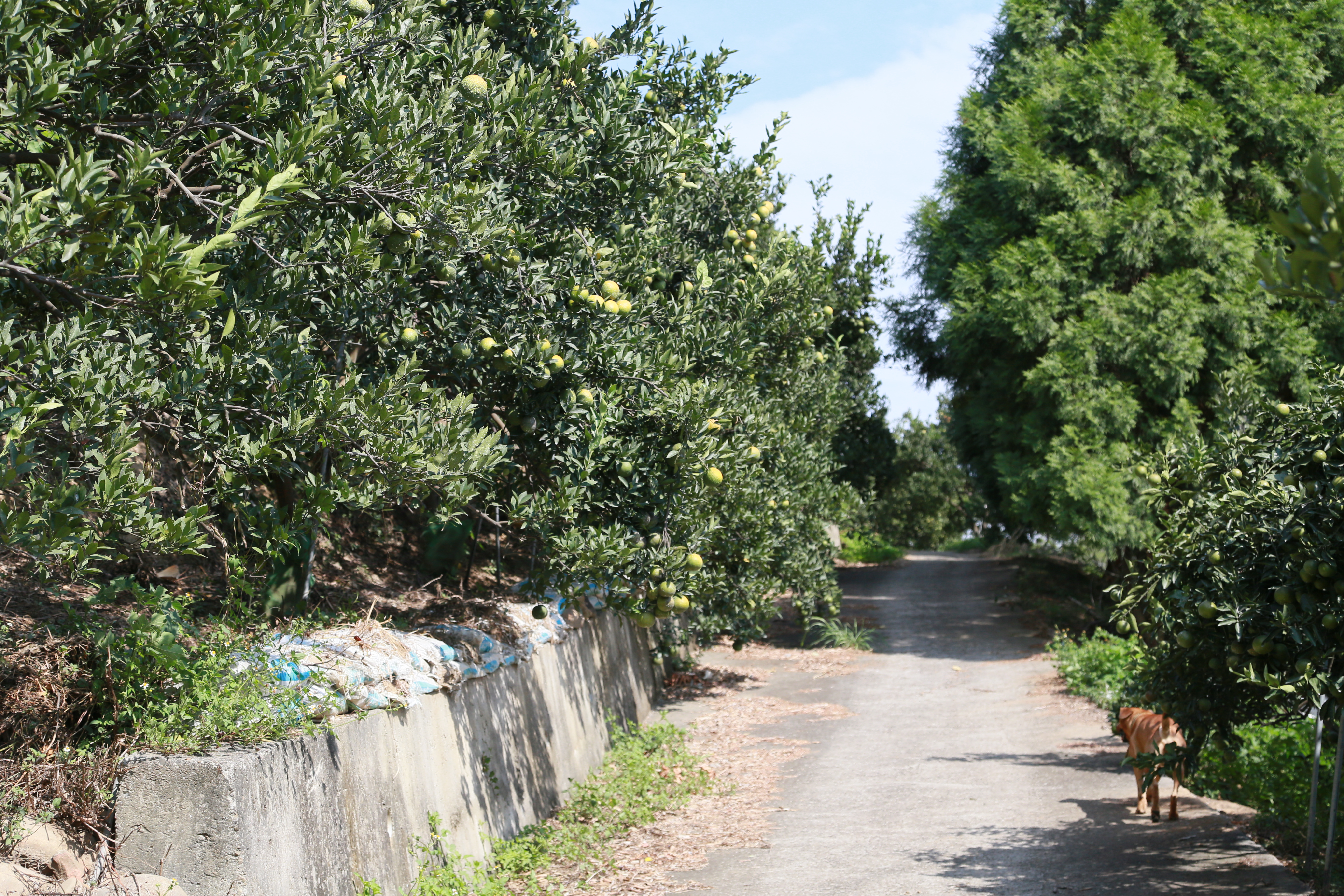 農場附近果園沿著山坡栽種果樹，果實纍纍點綴景色。