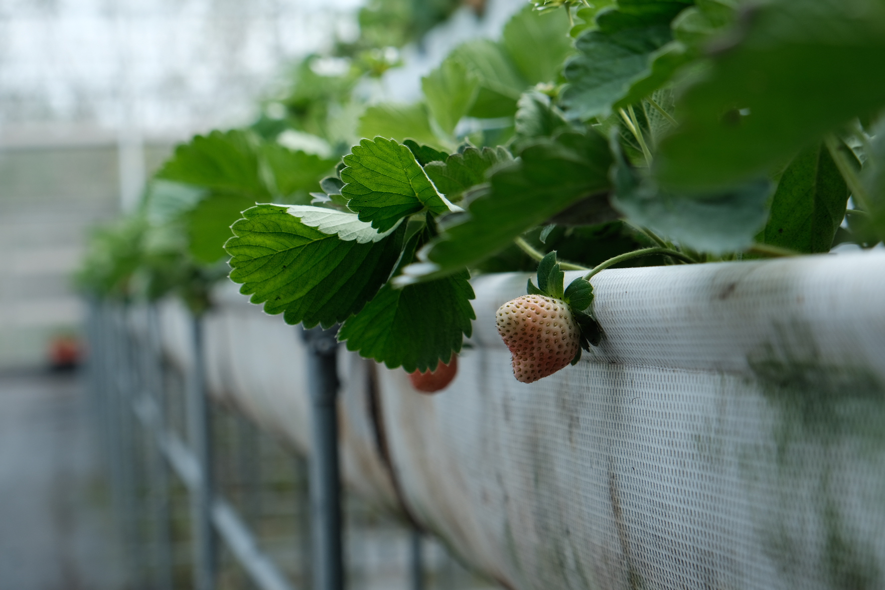 使用網室栽種無農藥草莓，從土壤介質到灌溉水源方式，都是由日本傳授技術。