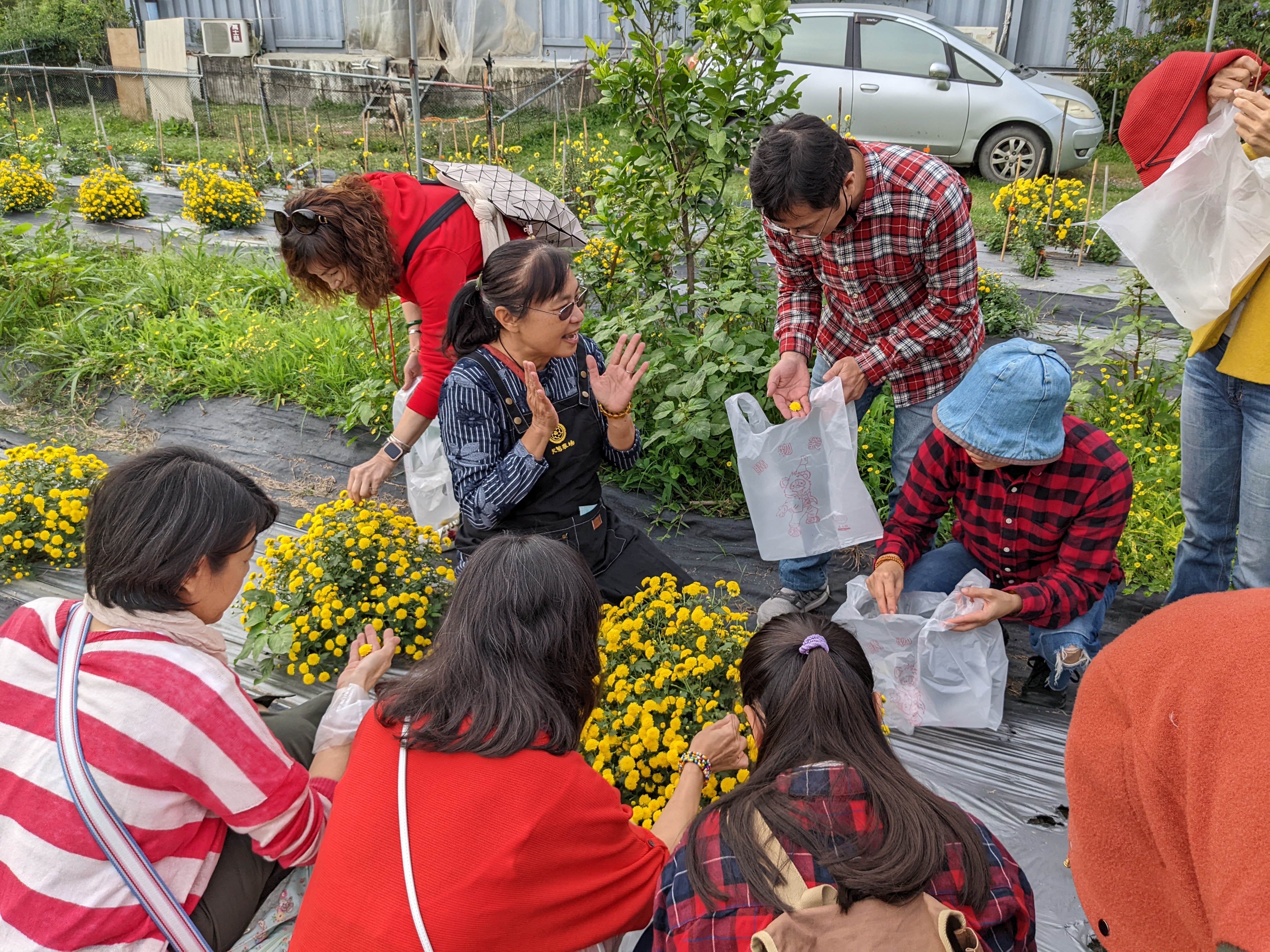 現場採摘菊花體驗一日農夫是很受歡迎的活動。