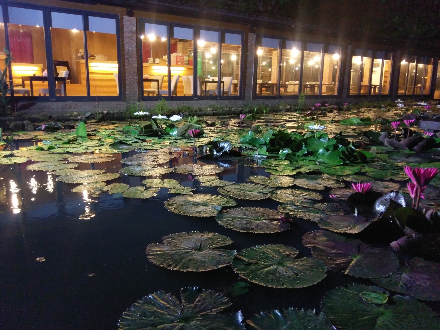 入夜，餐廳點燈，蓮田另有一番風貌。