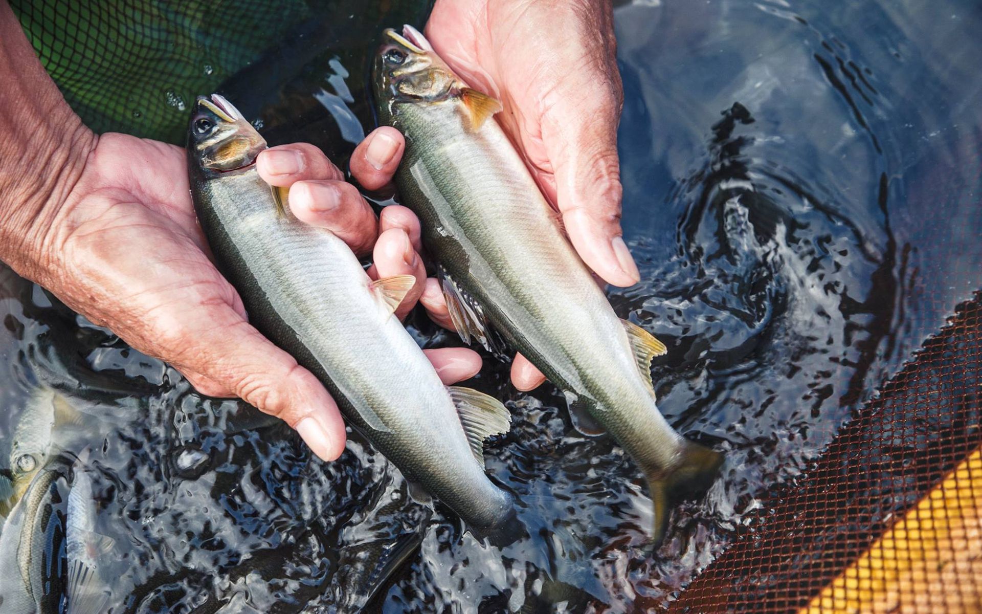 八甲休閒魚場是全國最大的香魚養殖場