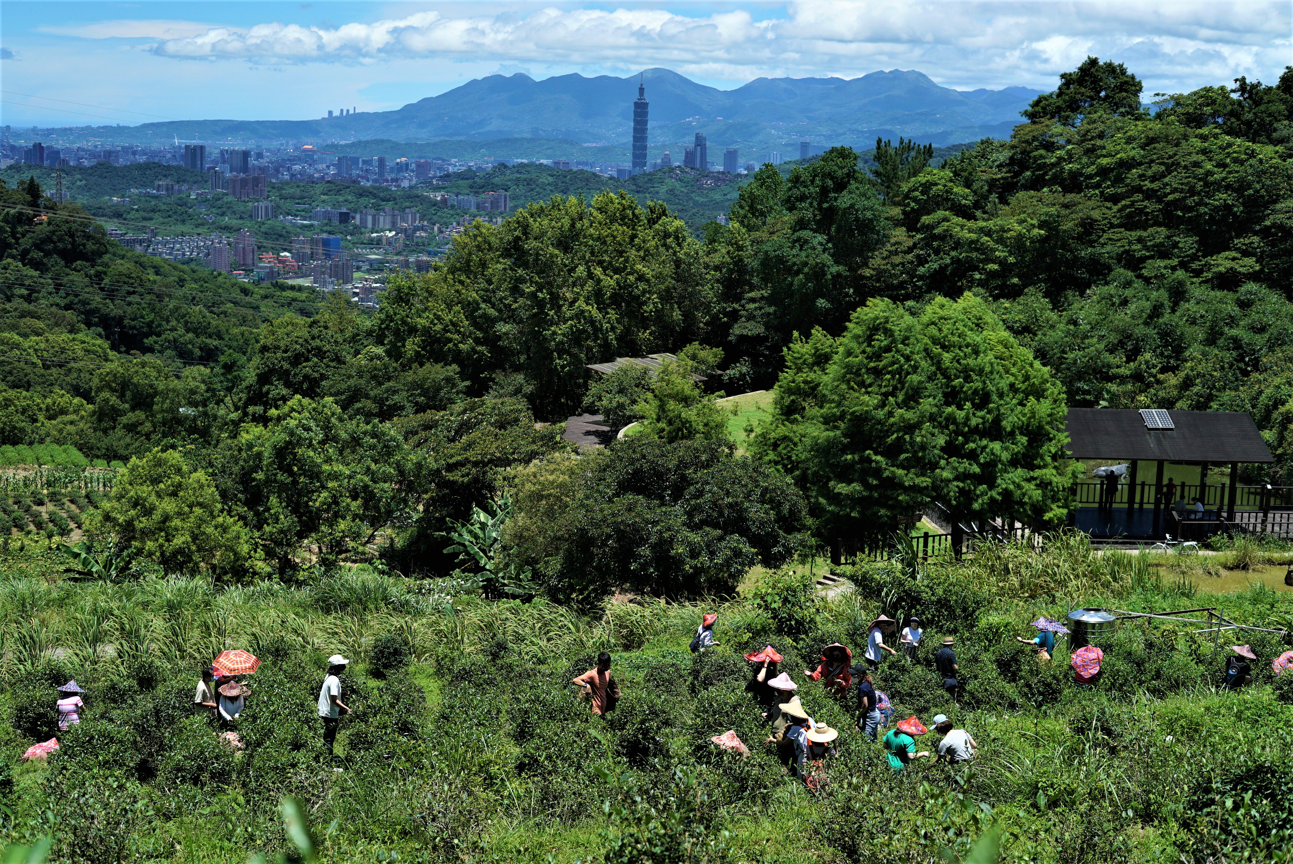 在「六季香茶坊」茶園體驗採茶樂趣外，還能欣賞到台北地標101大樓。（業者提供）