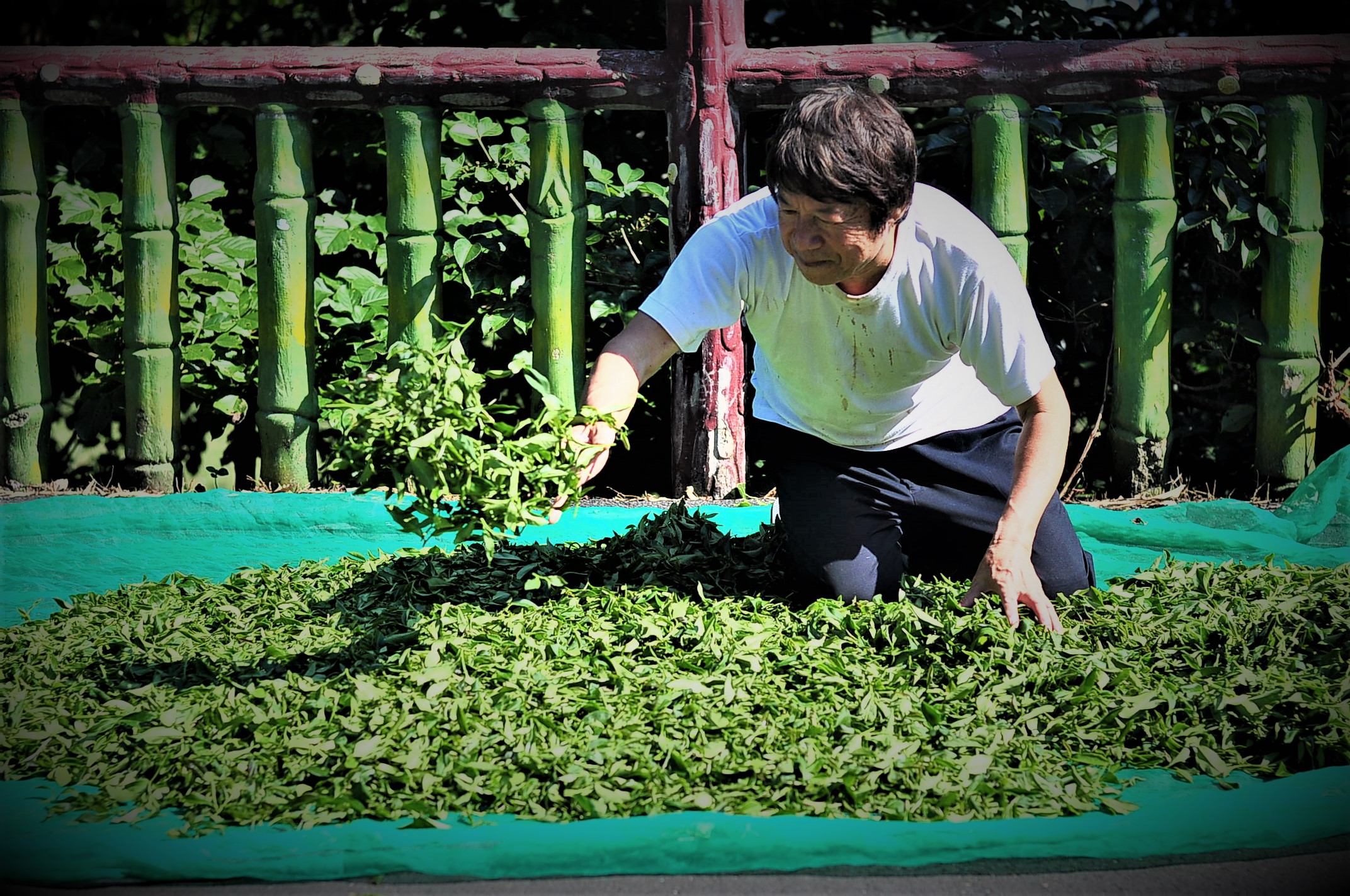 「六季香茶坊」第四代張信鐘自小跟著父親種茶，至今已有57年的做茶經驗。（業者提供）