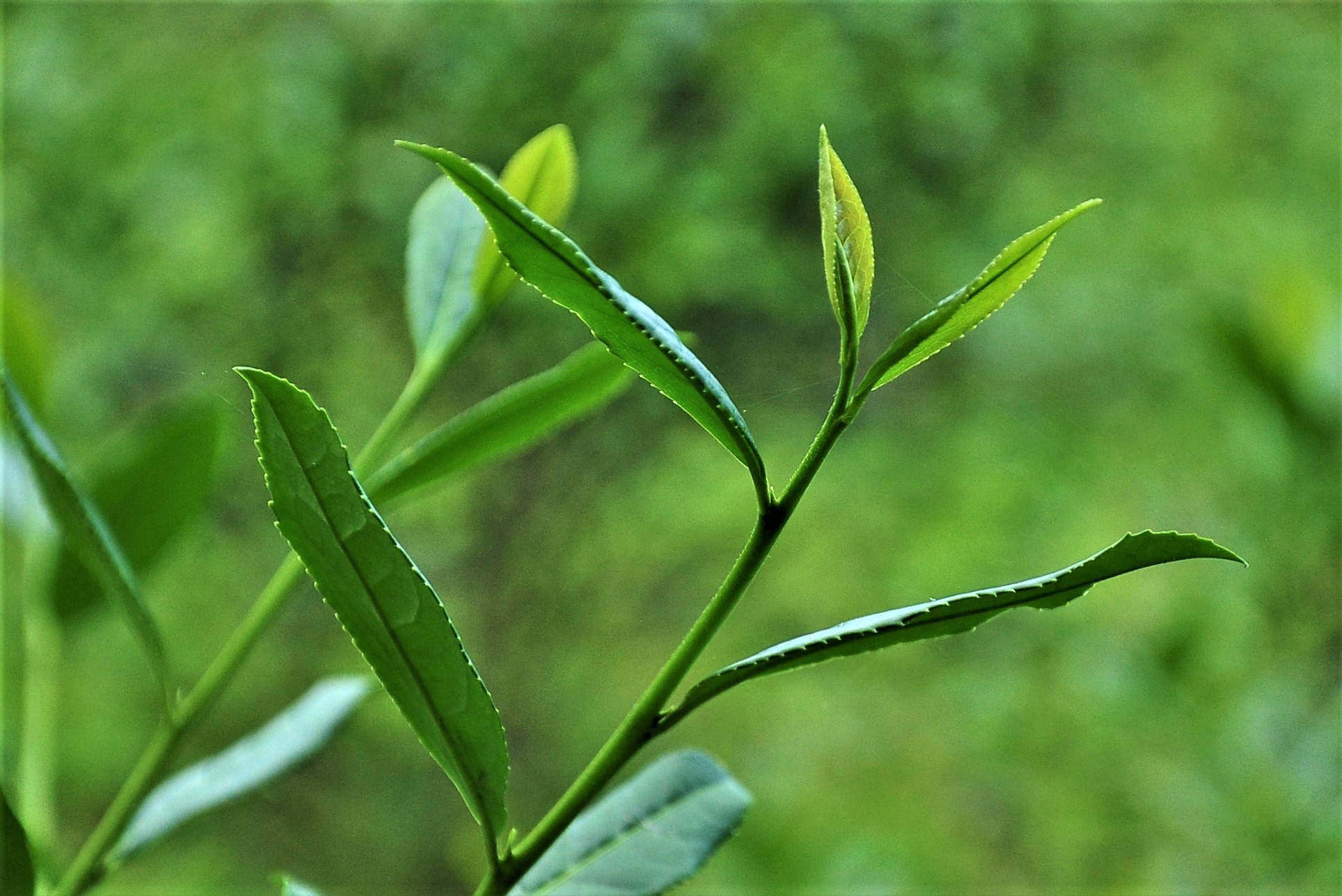 「六季香茶坊」茶園不使用除草劑，採用草生栽培。