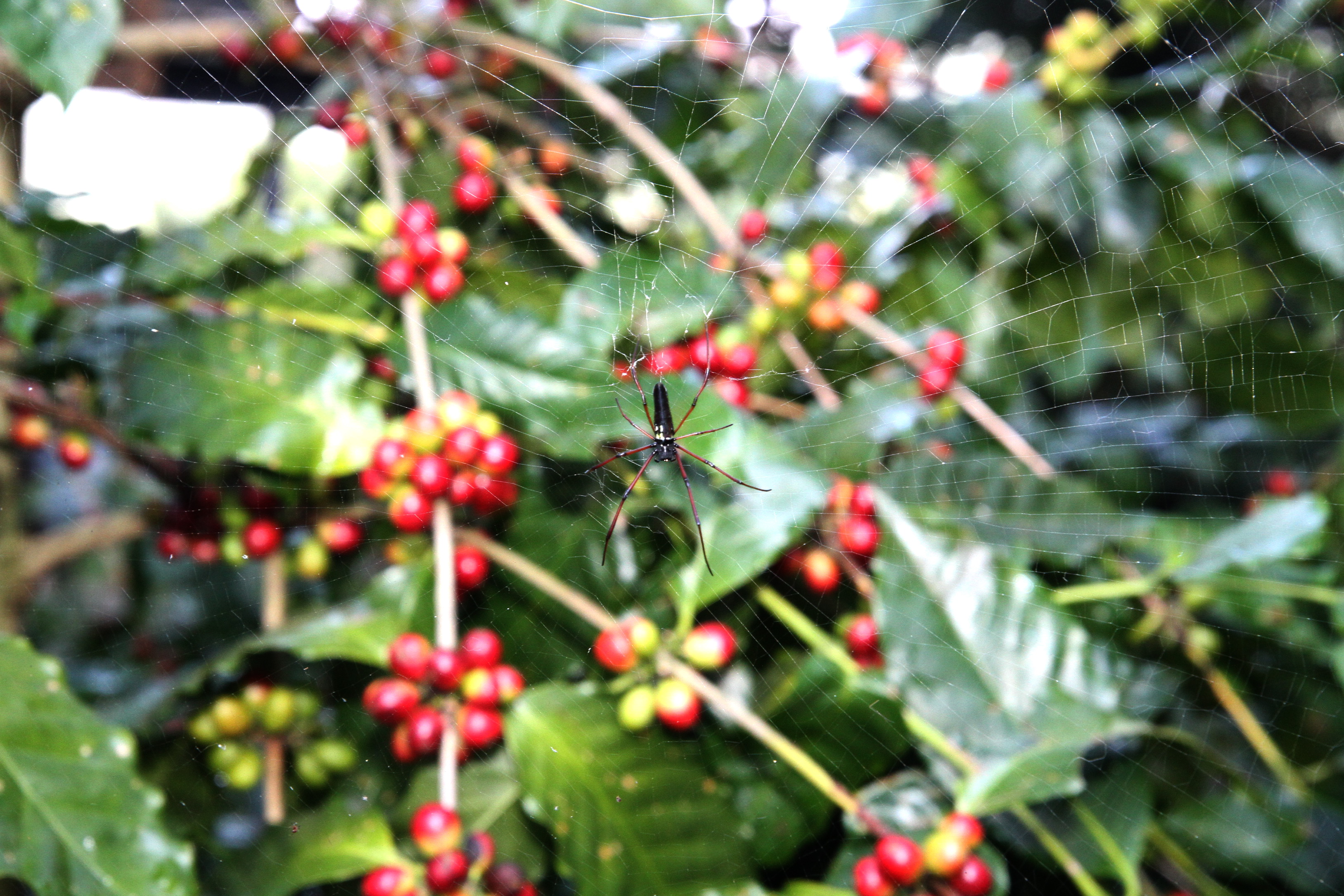咖啡園採自然共生，人面蜘蛛是生物多樣性指標。