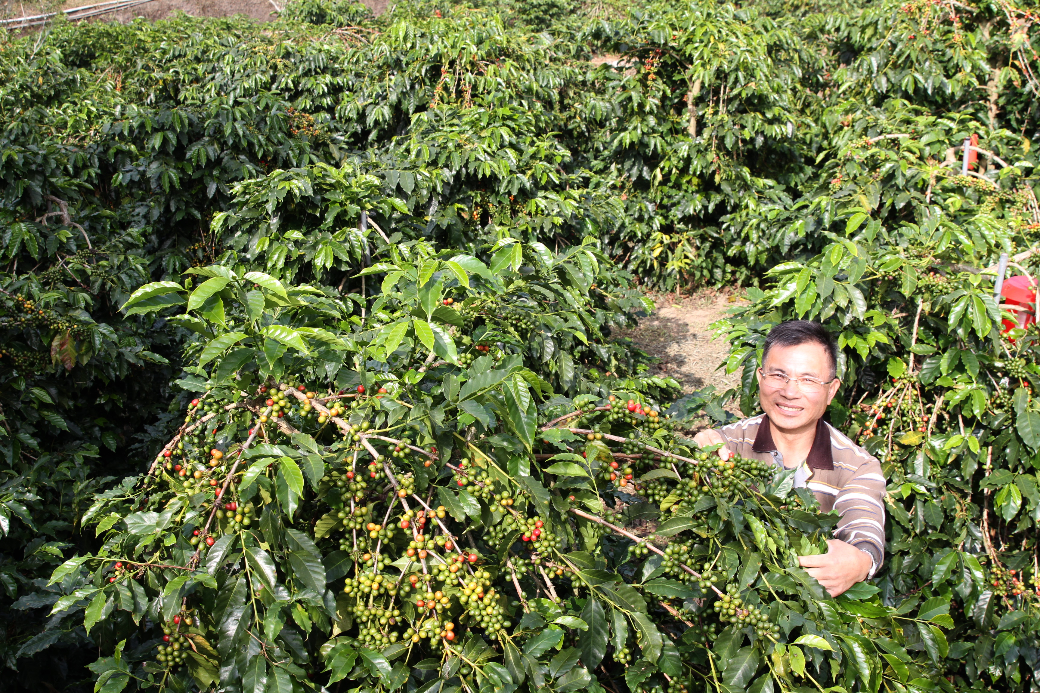 郭章盛帶領導覽對咖啡豆如數家珍，採預約制、30人為限。