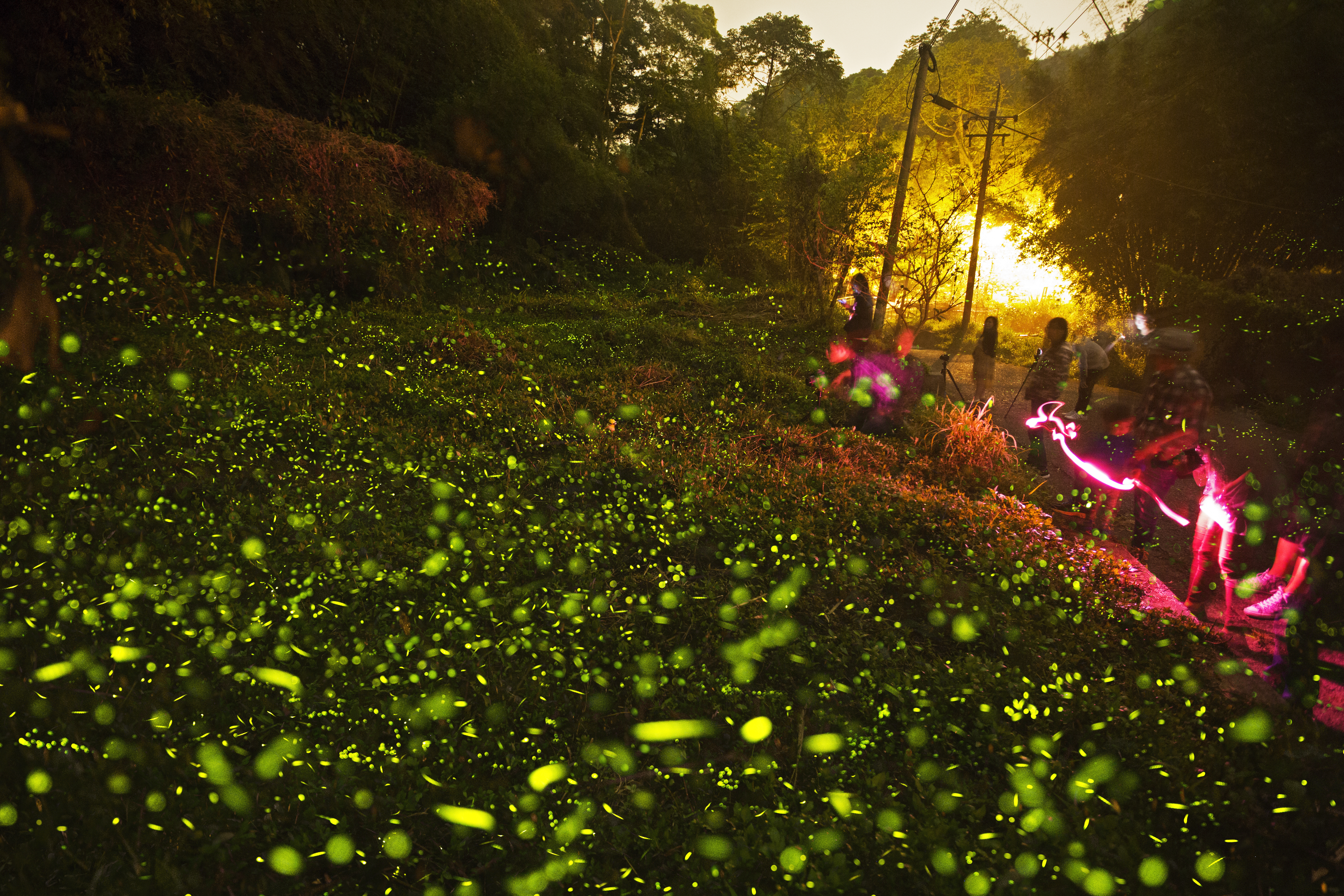 每年四月的螢火蟲秘境，是難得的生態體驗。