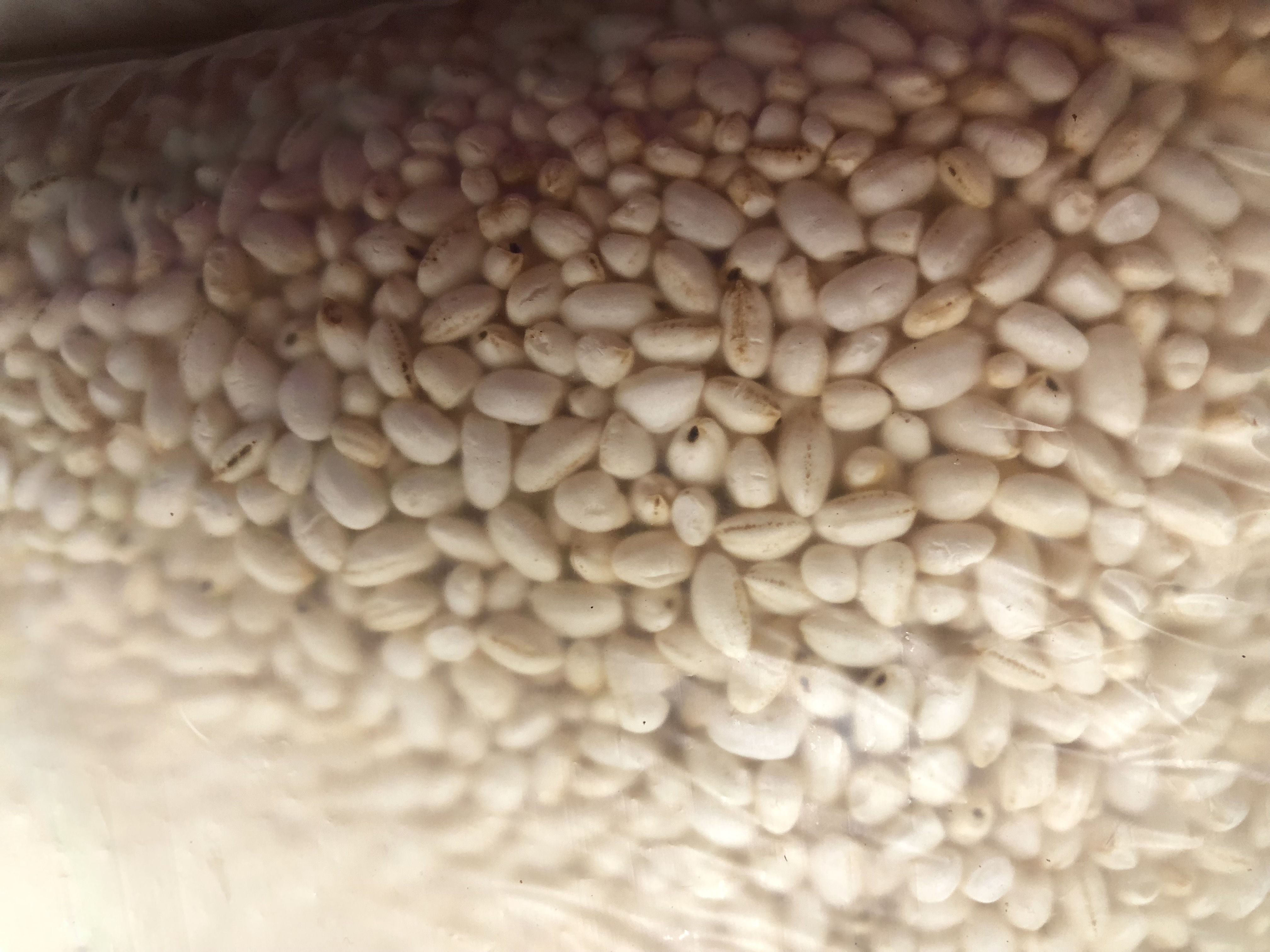 新豐農場的冷泉米粒粒分明，飽滿又大顆。