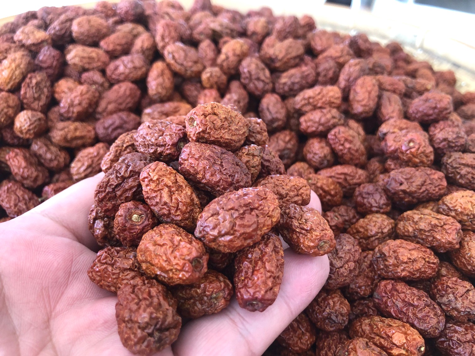 品質優良的天福紅棗，與知名食品企業契作採收多年。