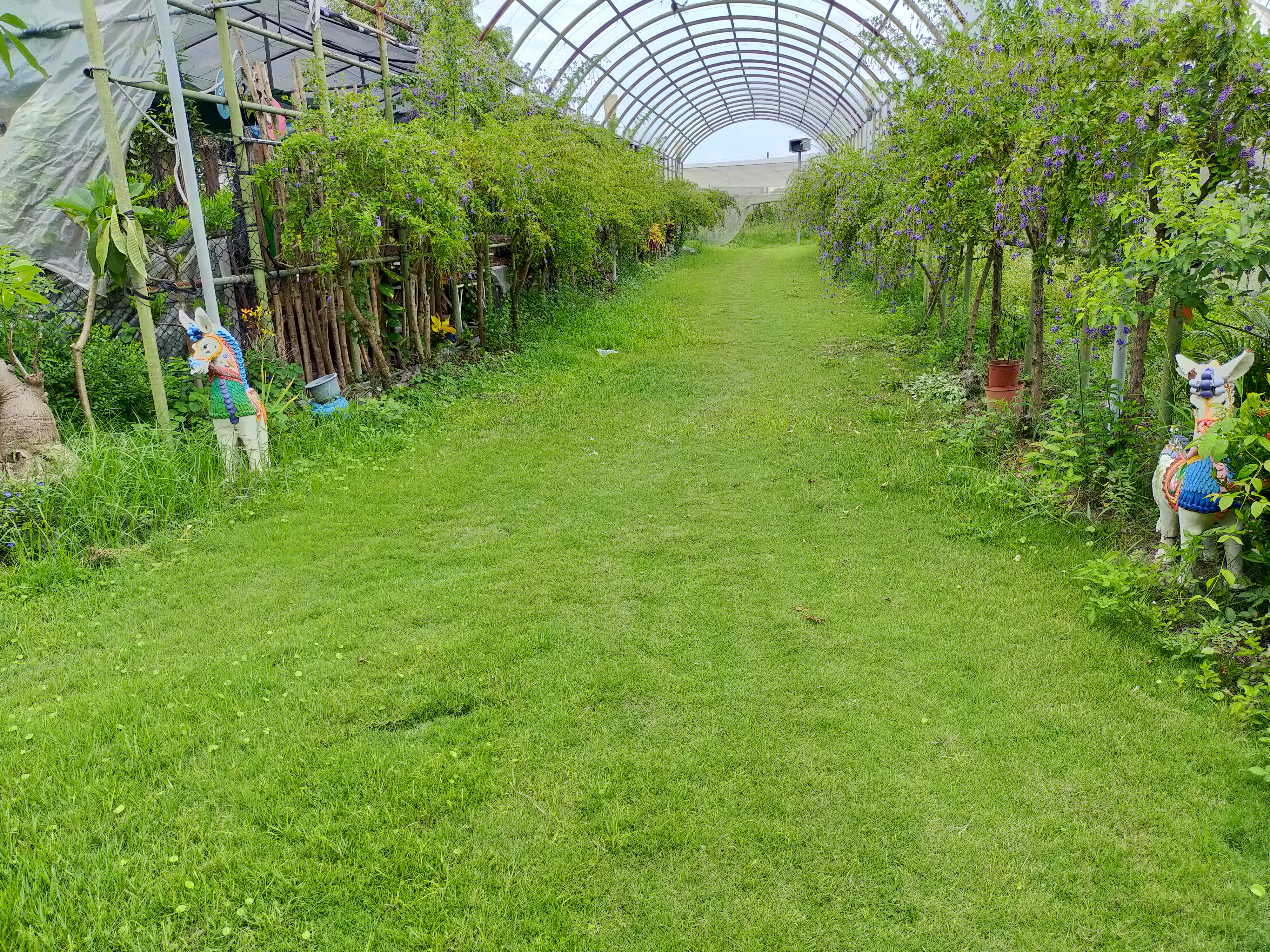 有機無毒的奈米葡萄果園(圖)，甫榮獲特色場域認證