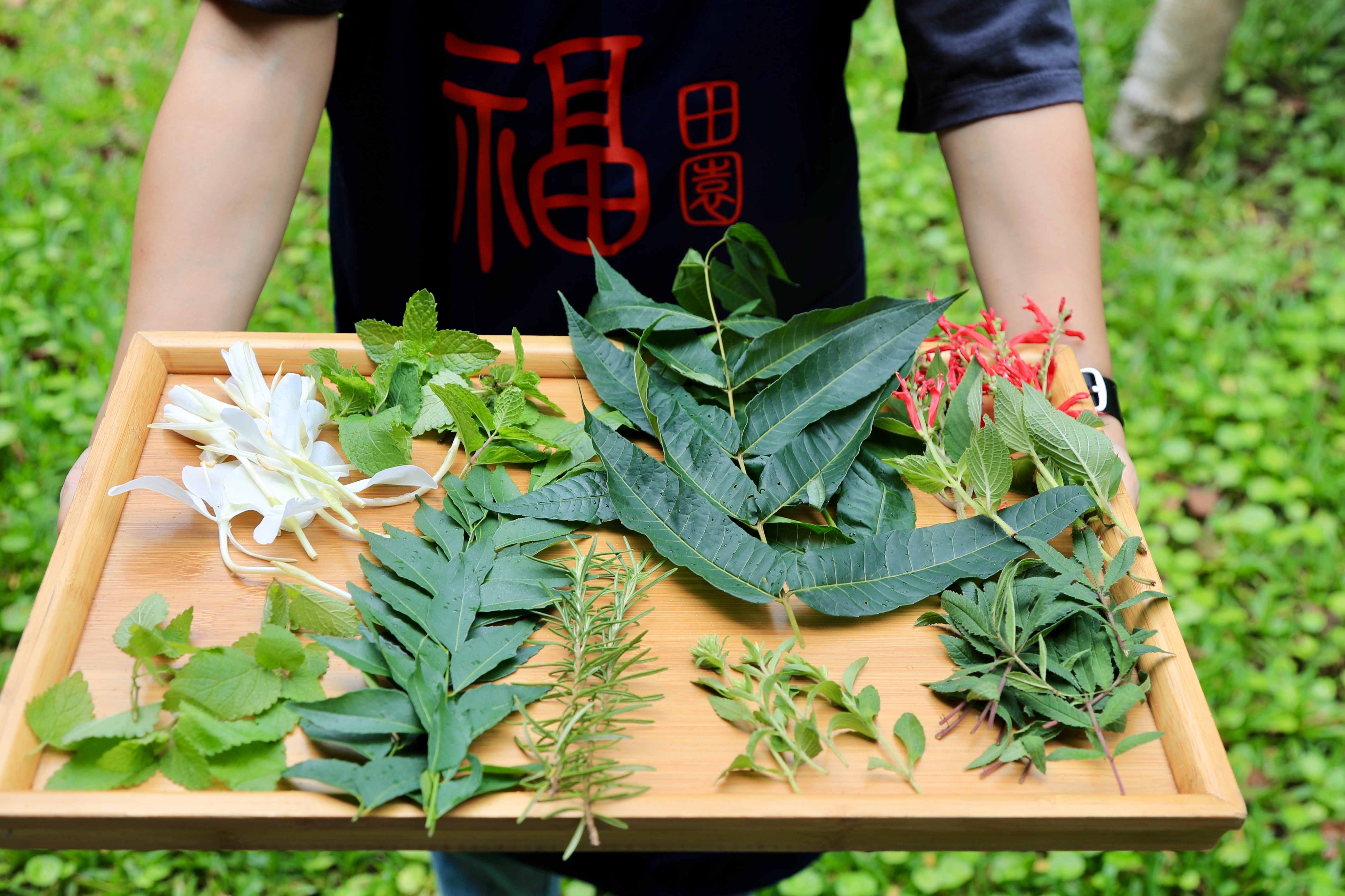 香草植物類。