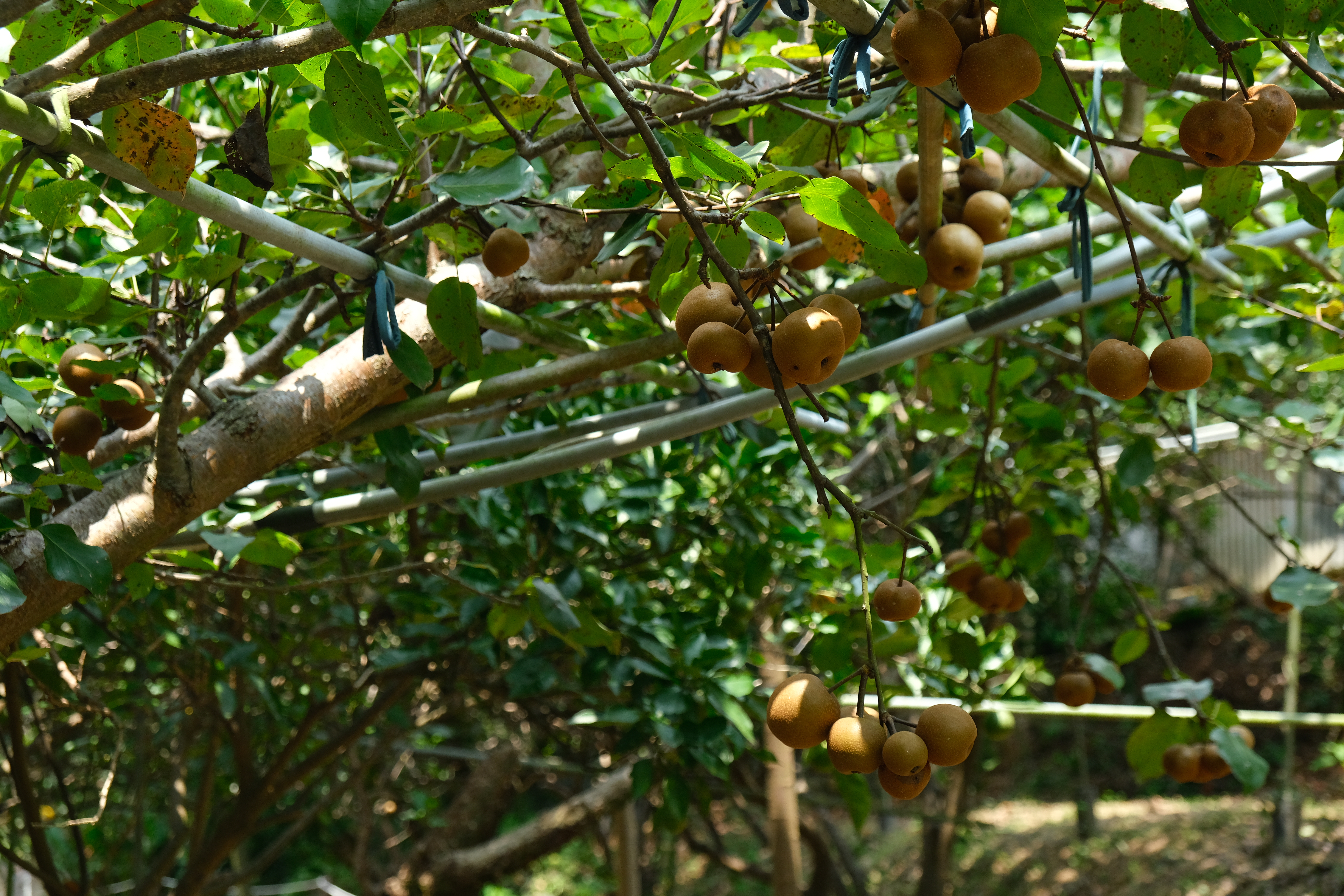 周家庄觀光農場的仙楂與水梨共生，種植範圍高達1甲。