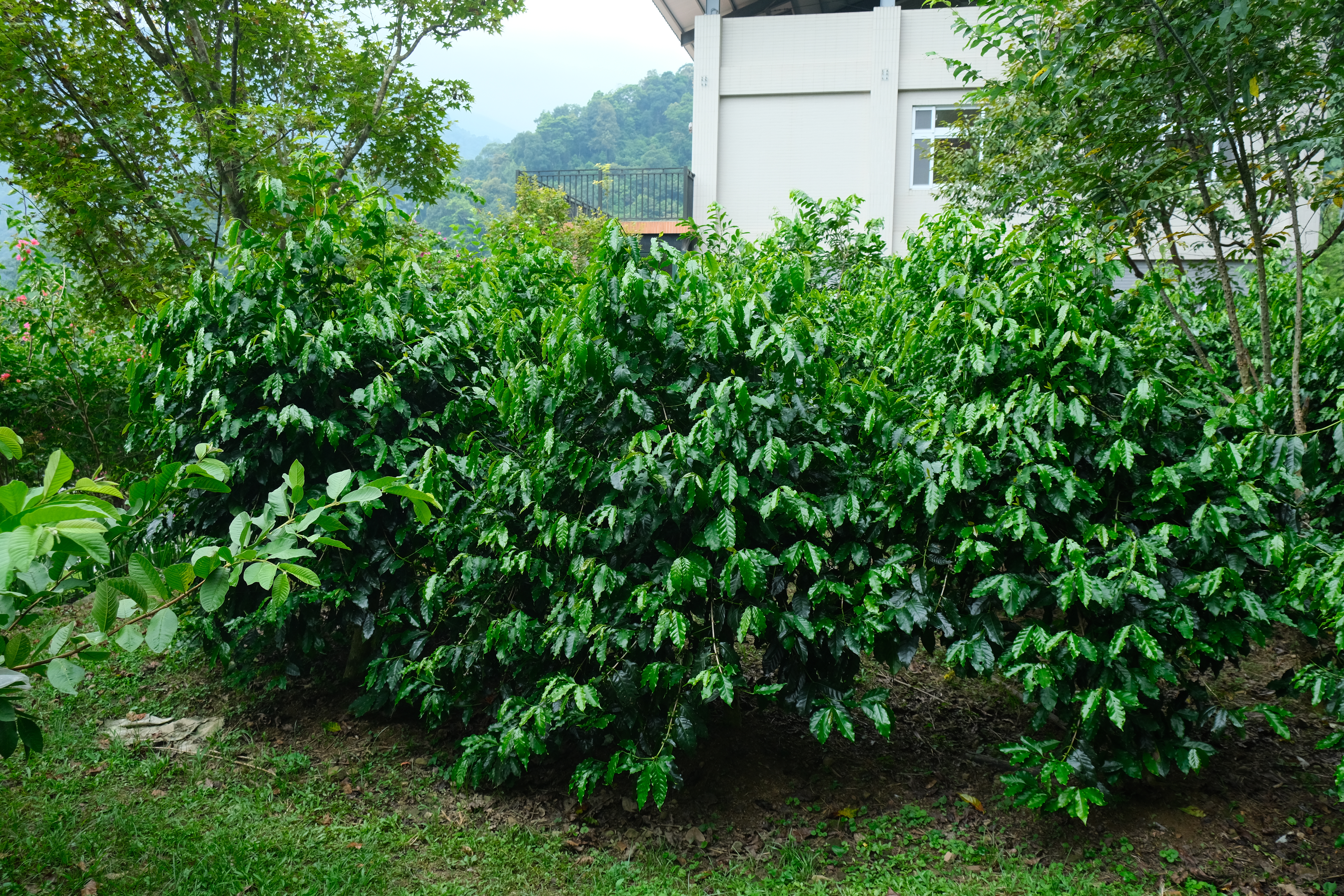 咖啡樹種植範圍遍布民宿後山頭，以天然地形創造出辦日造環境。