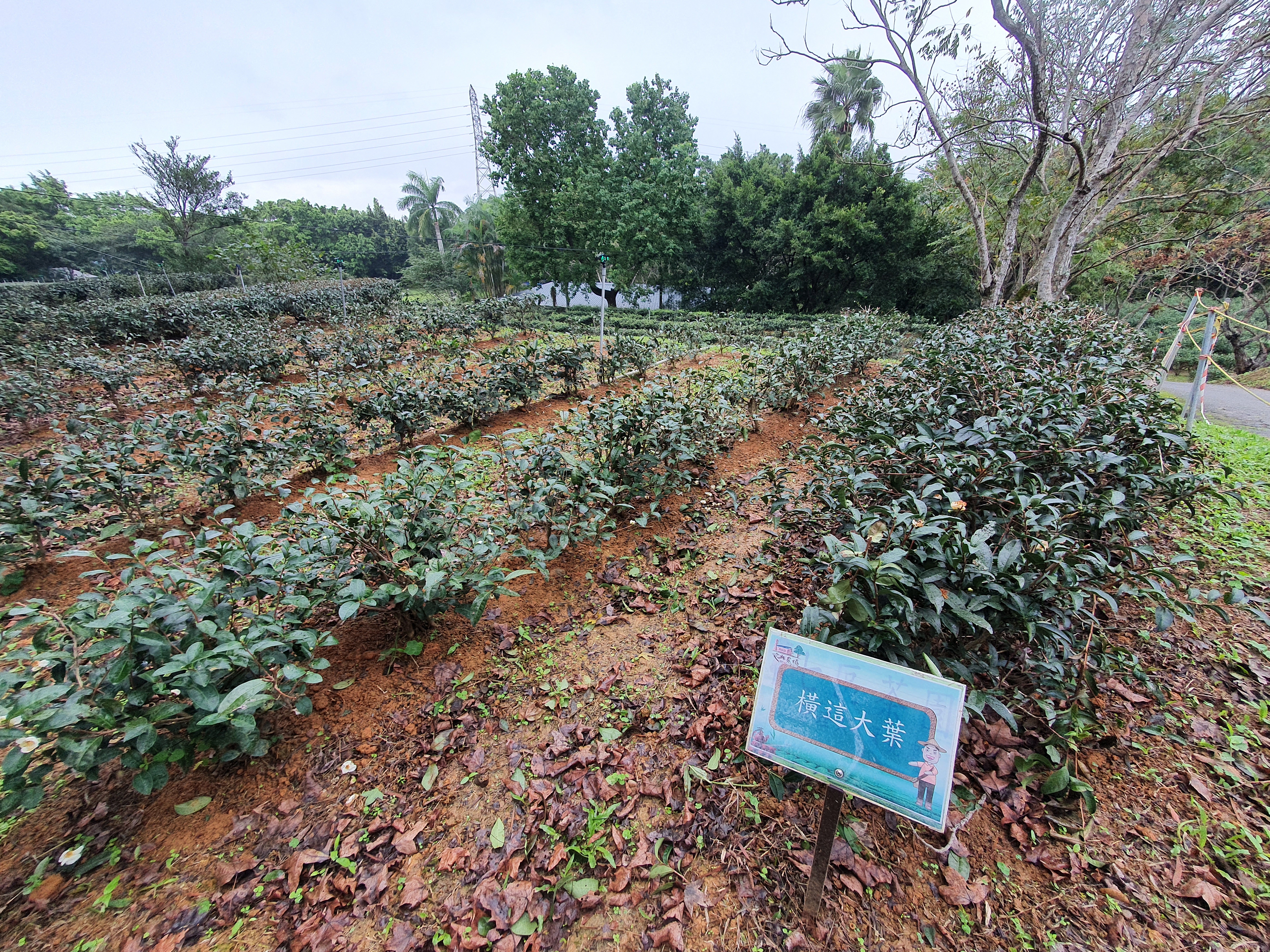 品種園區裡種植的茶樹多達61種。