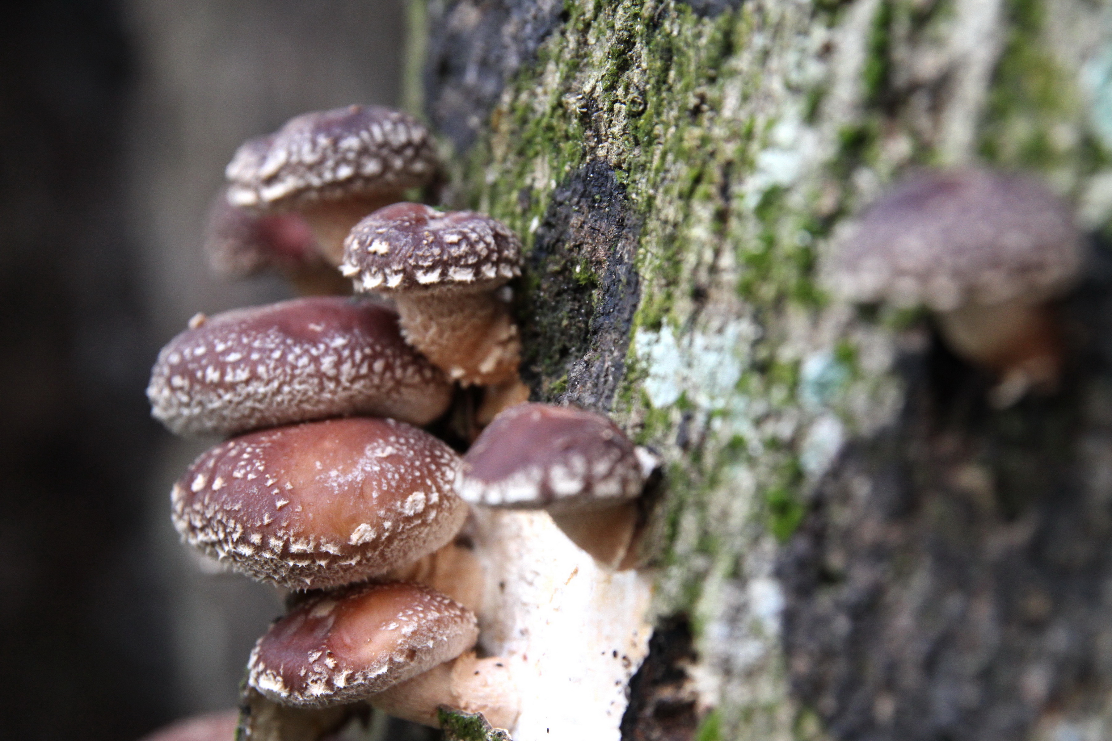 段木香菇吸取木頭精華，不加農藥、營養液，堅持百年的有機。