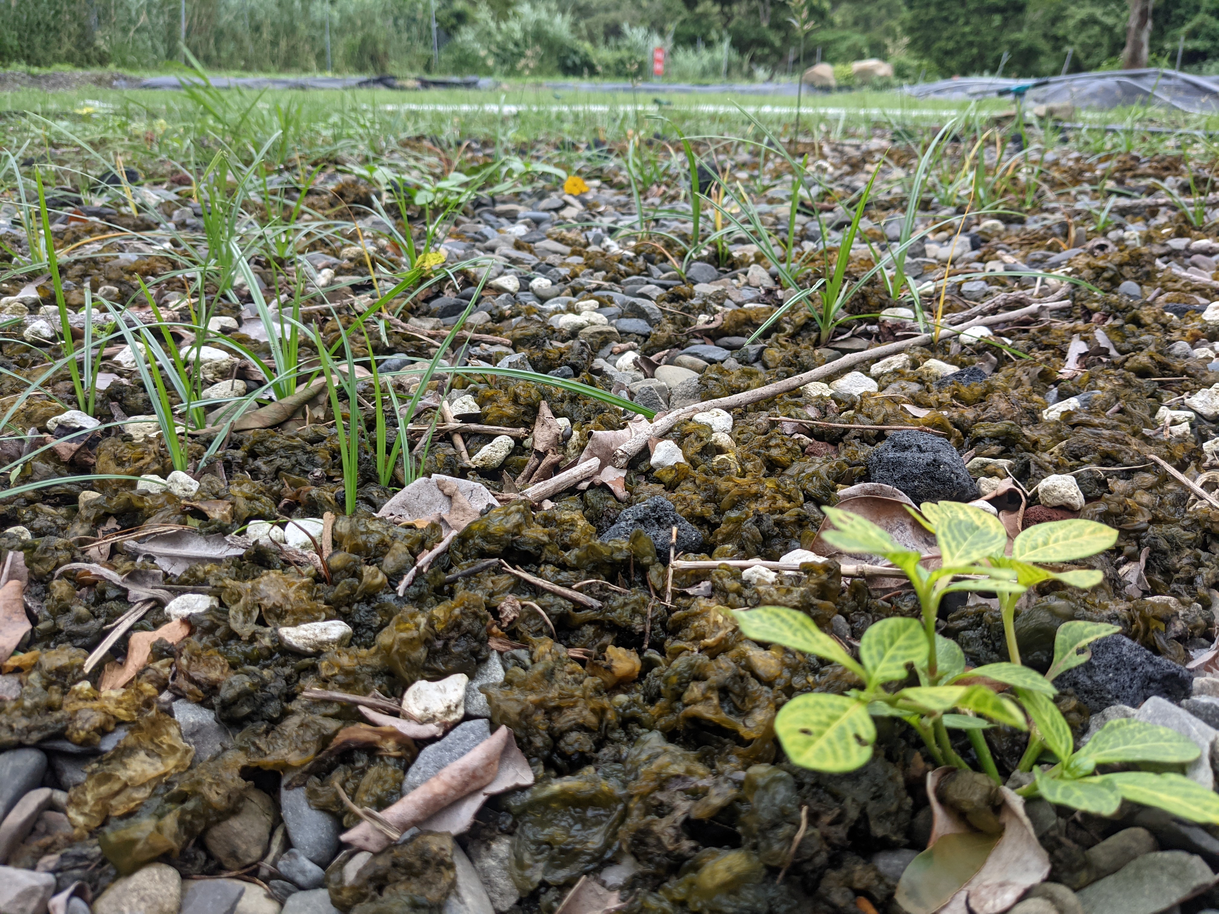 雨來菇與雜草、碎石共處，很不起眼卻營養豐富。