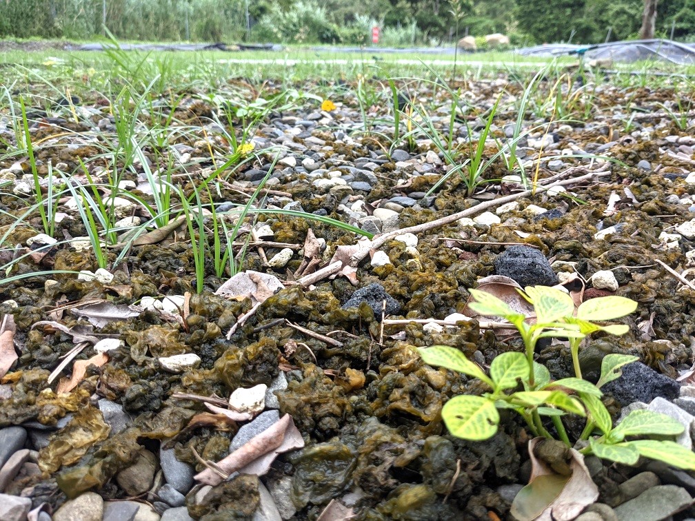 雨來菇與雜草、碎石共處，很不起眼卻營養豐富。