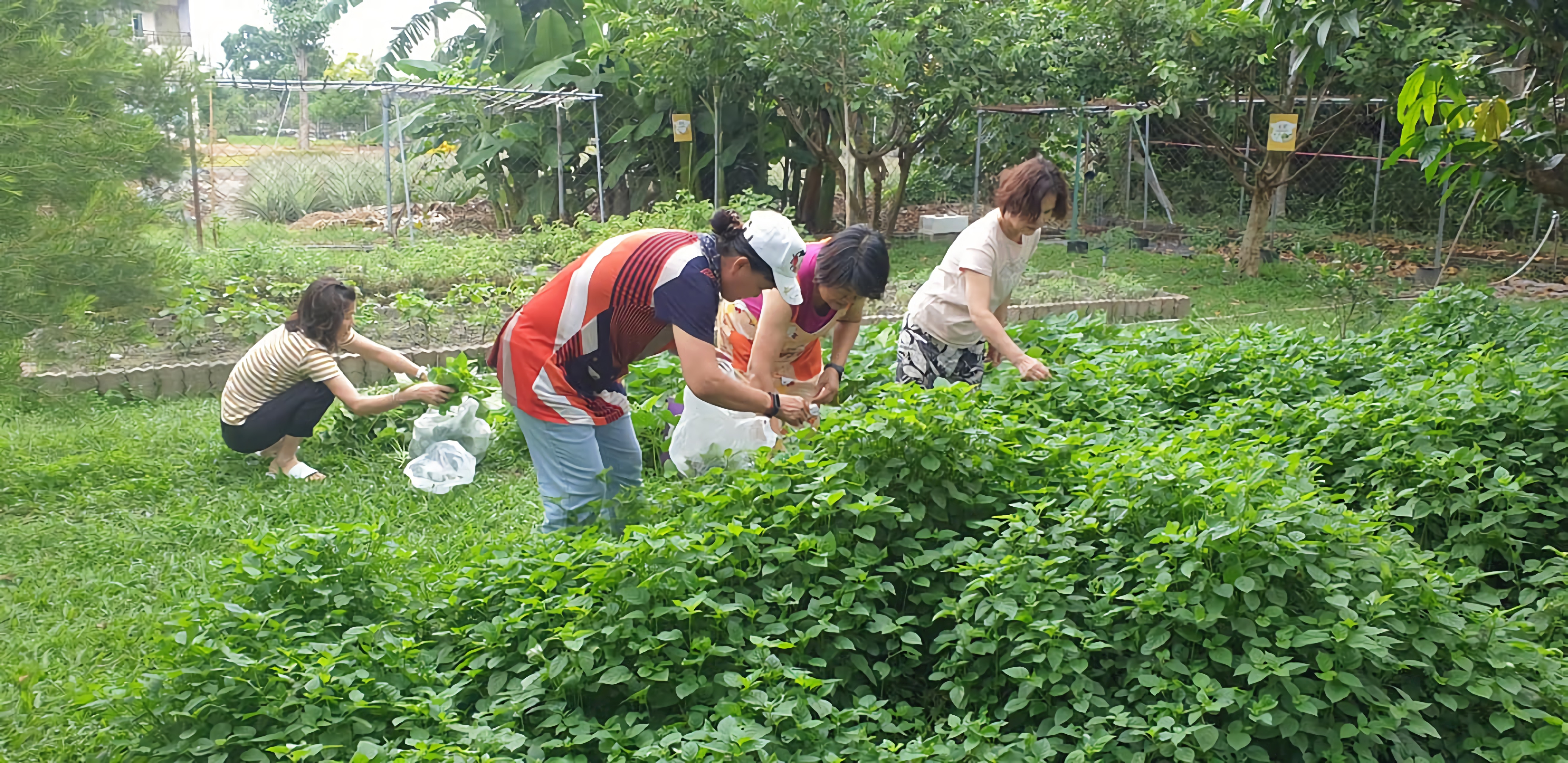 莊園的DIY體驗活動，參與的民眾可以自由採摘。