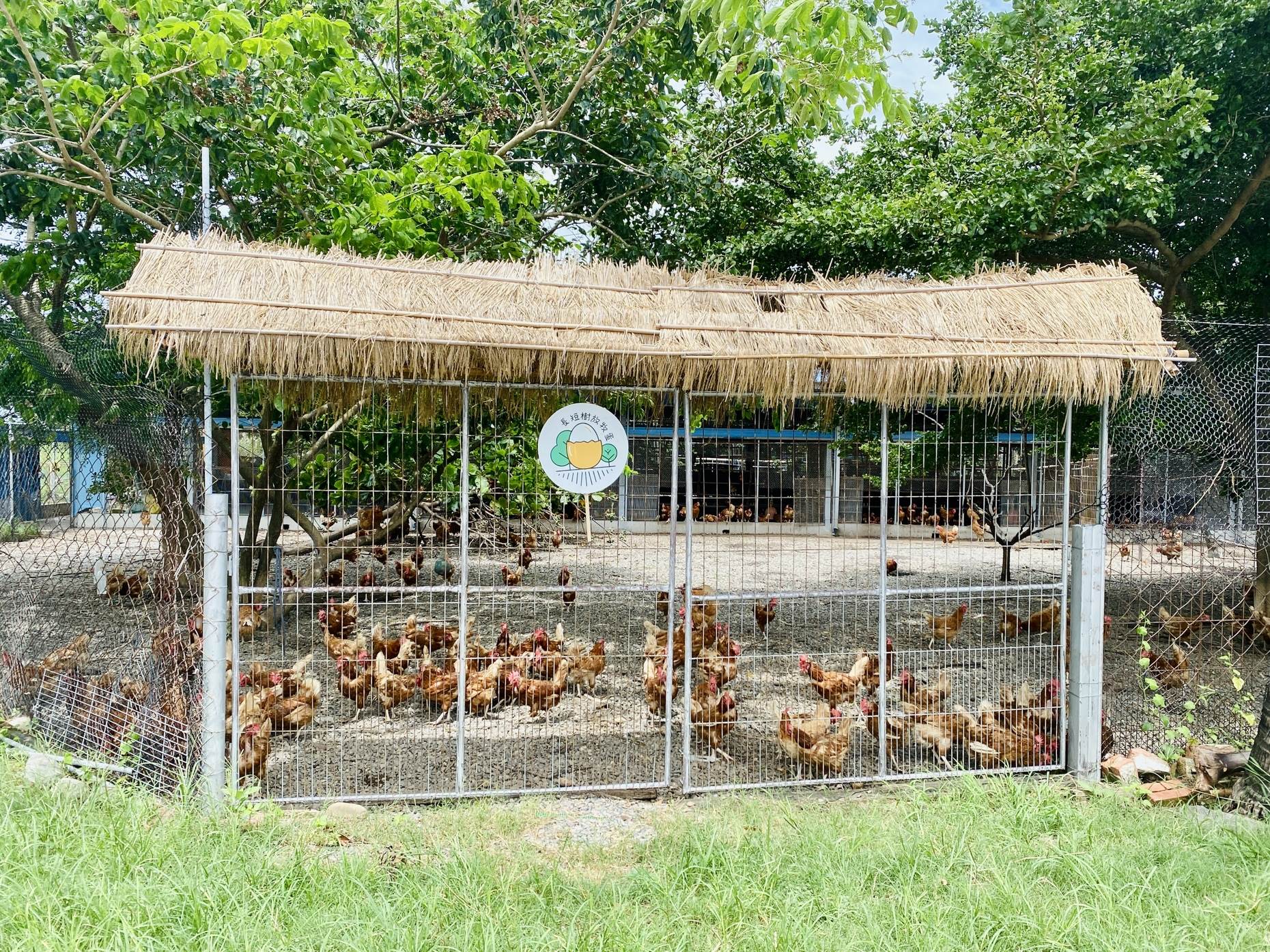 雞隻自由穿梭雞舍與庭院，回歸自然，快樂下蛋。