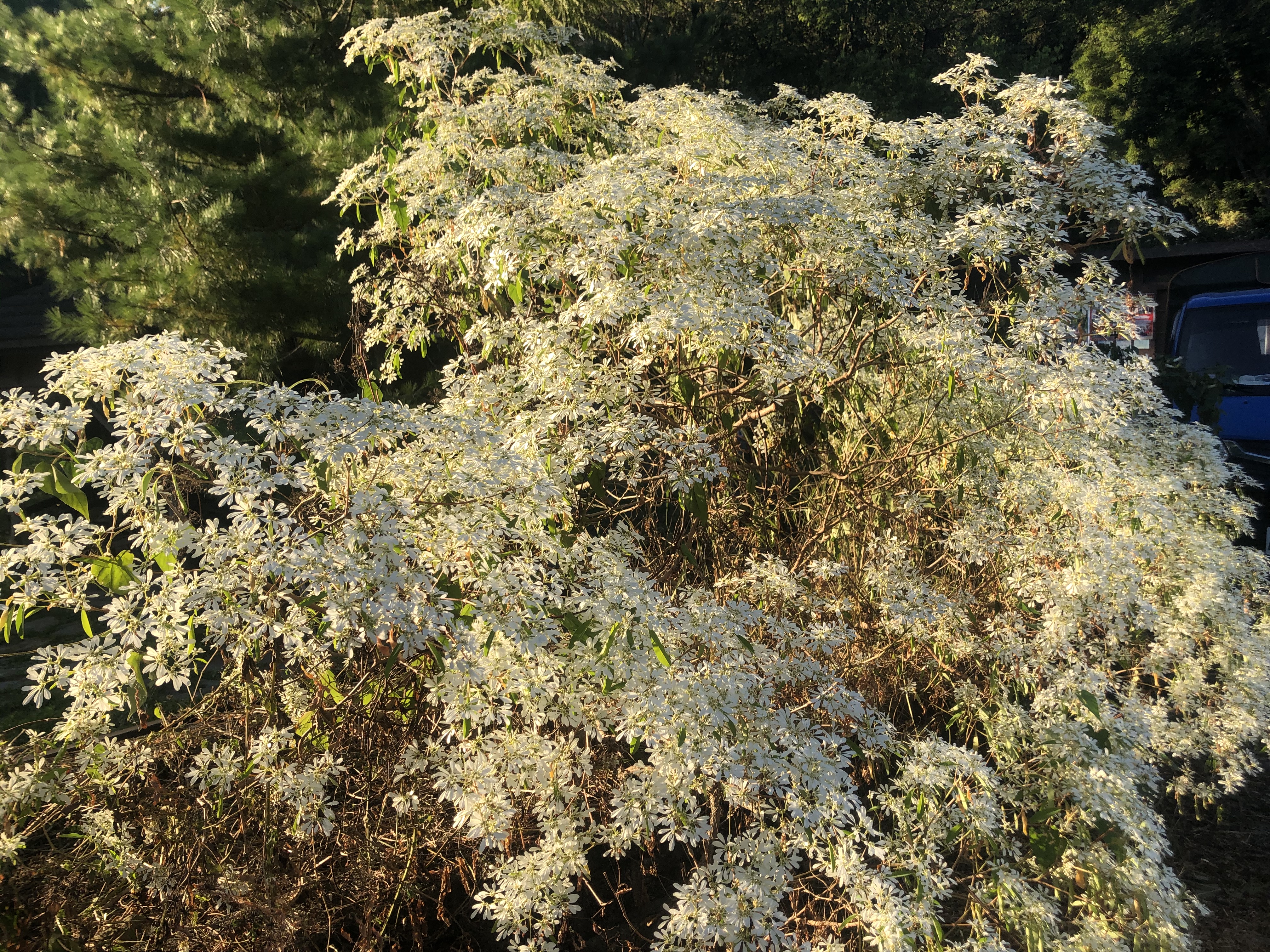 冬季盛開的聖誕白雪花，花瓣晶白透亮。