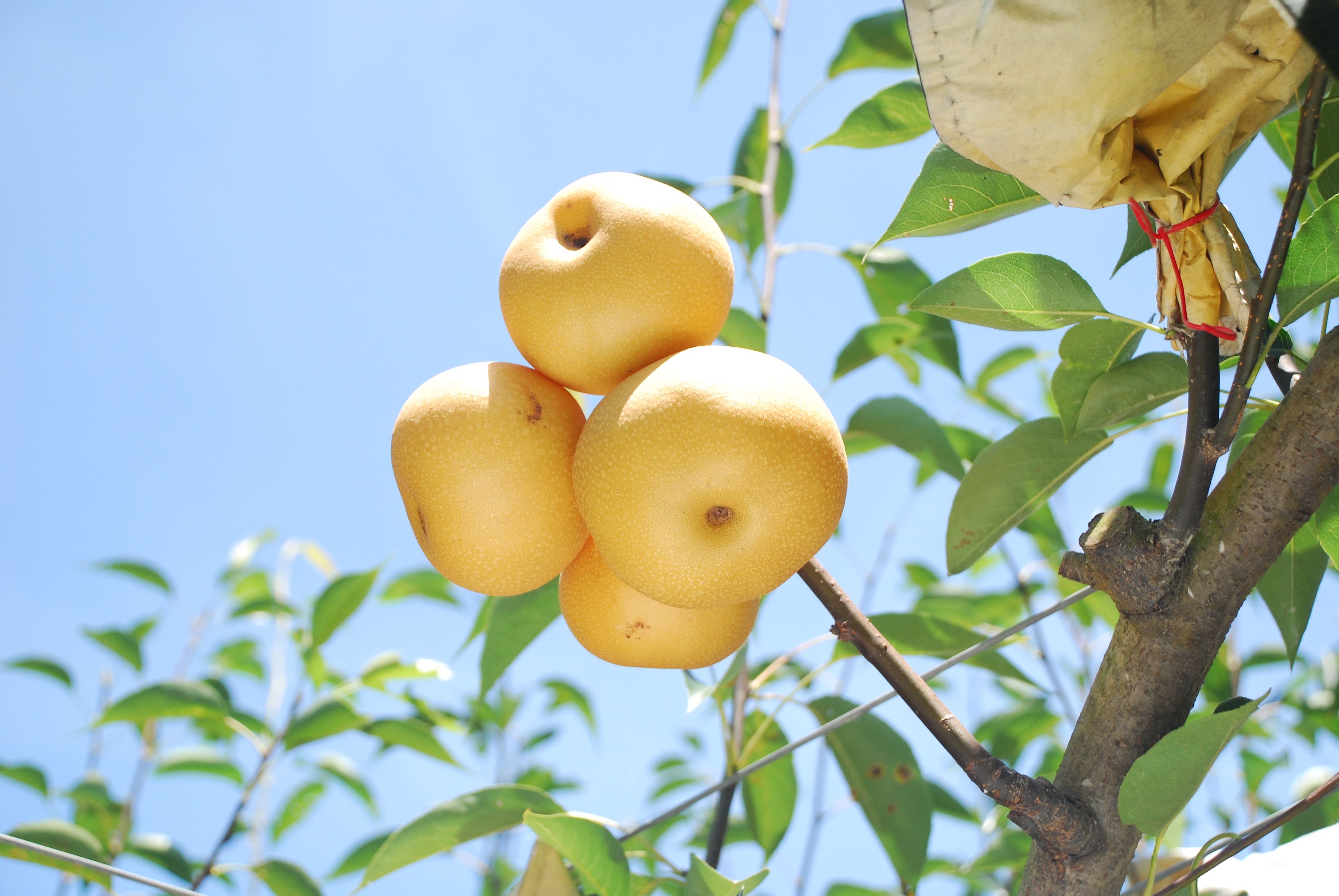 東勢高接梨是全國種植面積最大的地方。