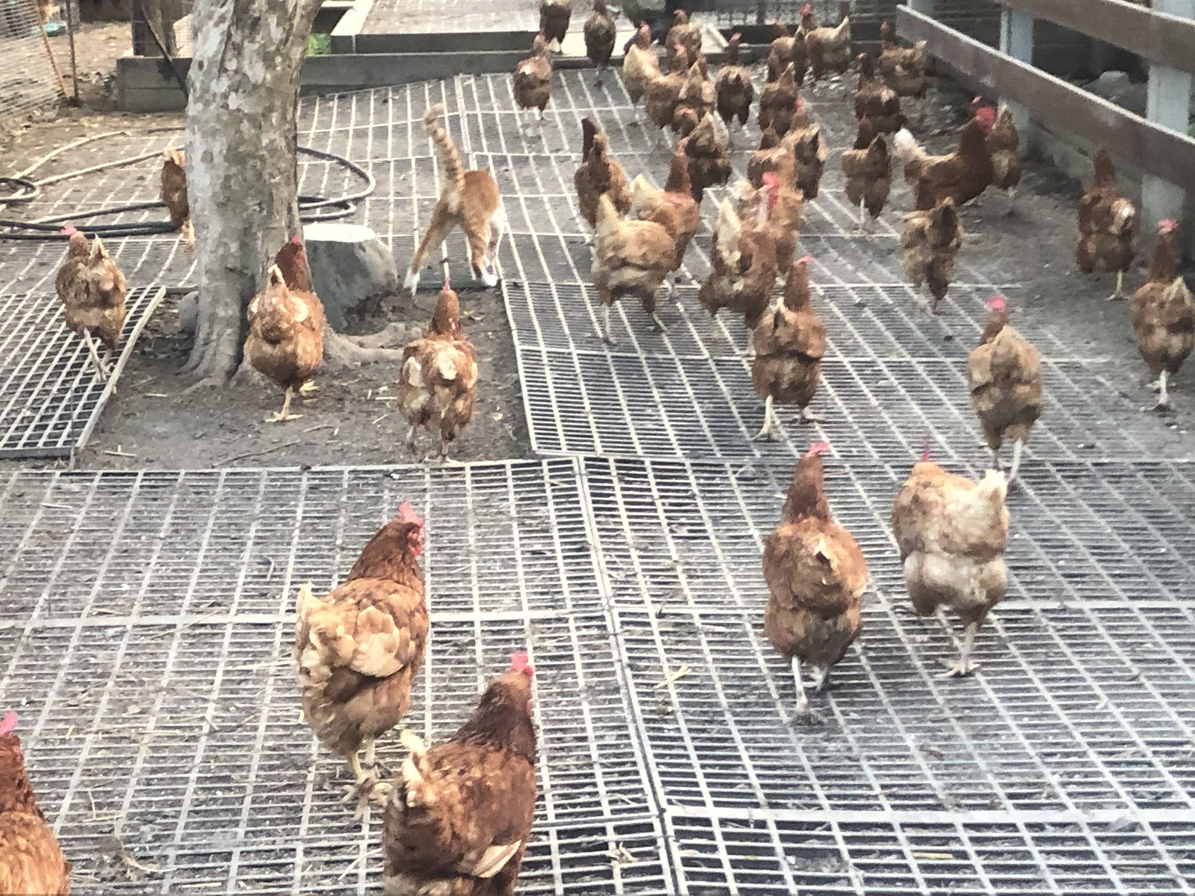 園區內有2萬多隻雞，每天生產無數的新鮮雞蛋。