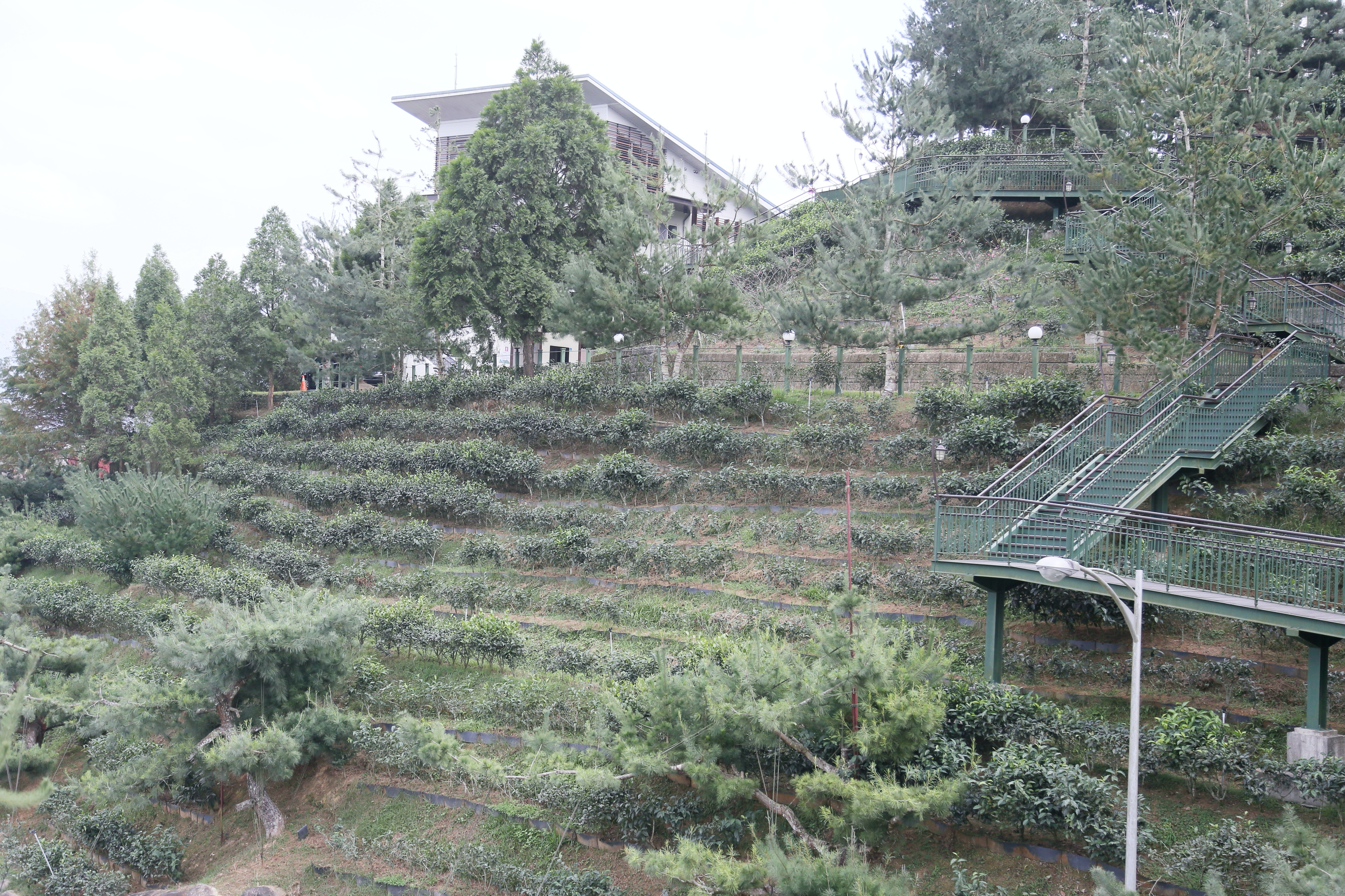 園區內設有茶樹步道，讓遊客可近距離觀賞茶樹