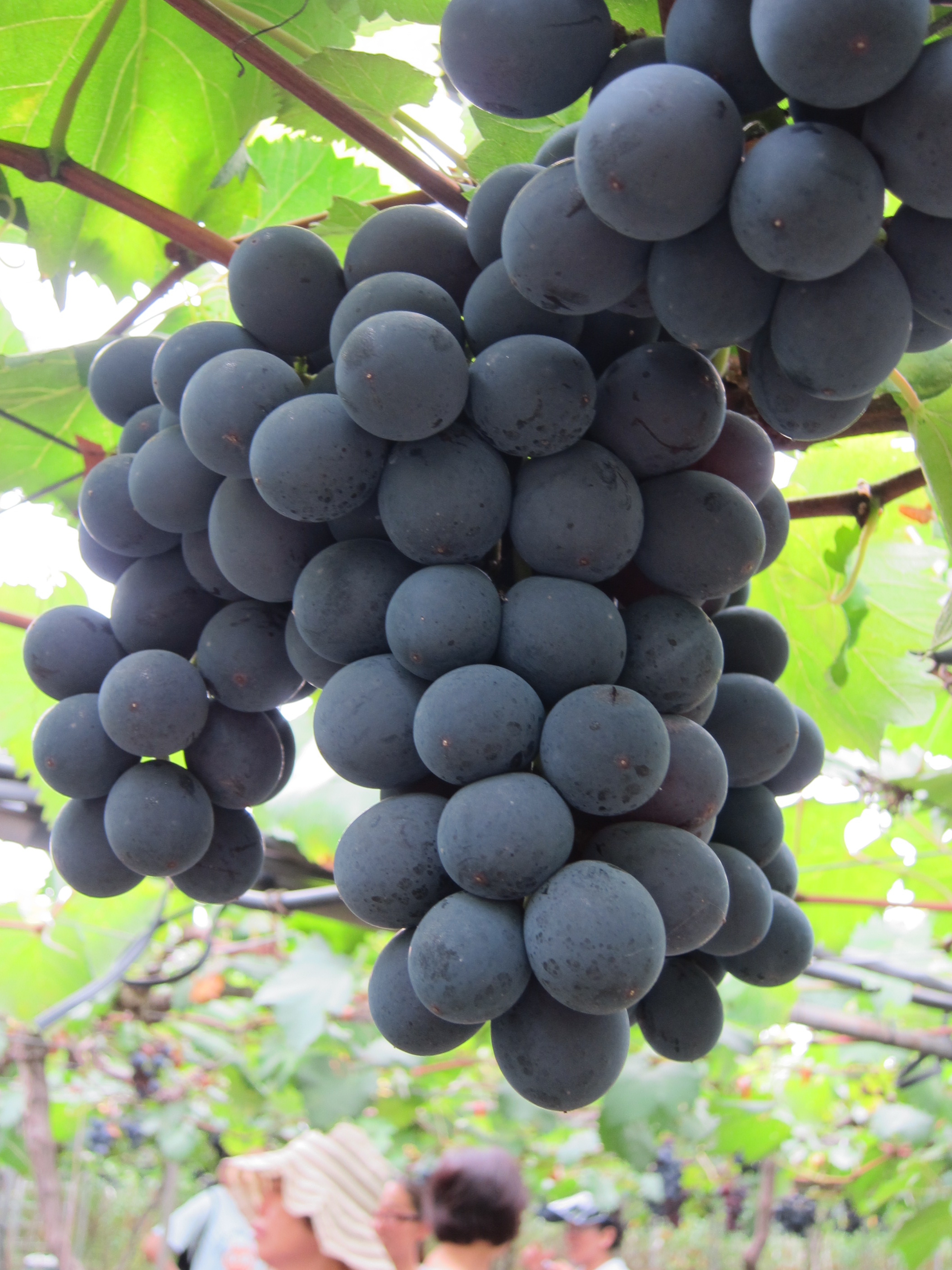 農場盛產巨峰葡萄，堅持無農藥栽培