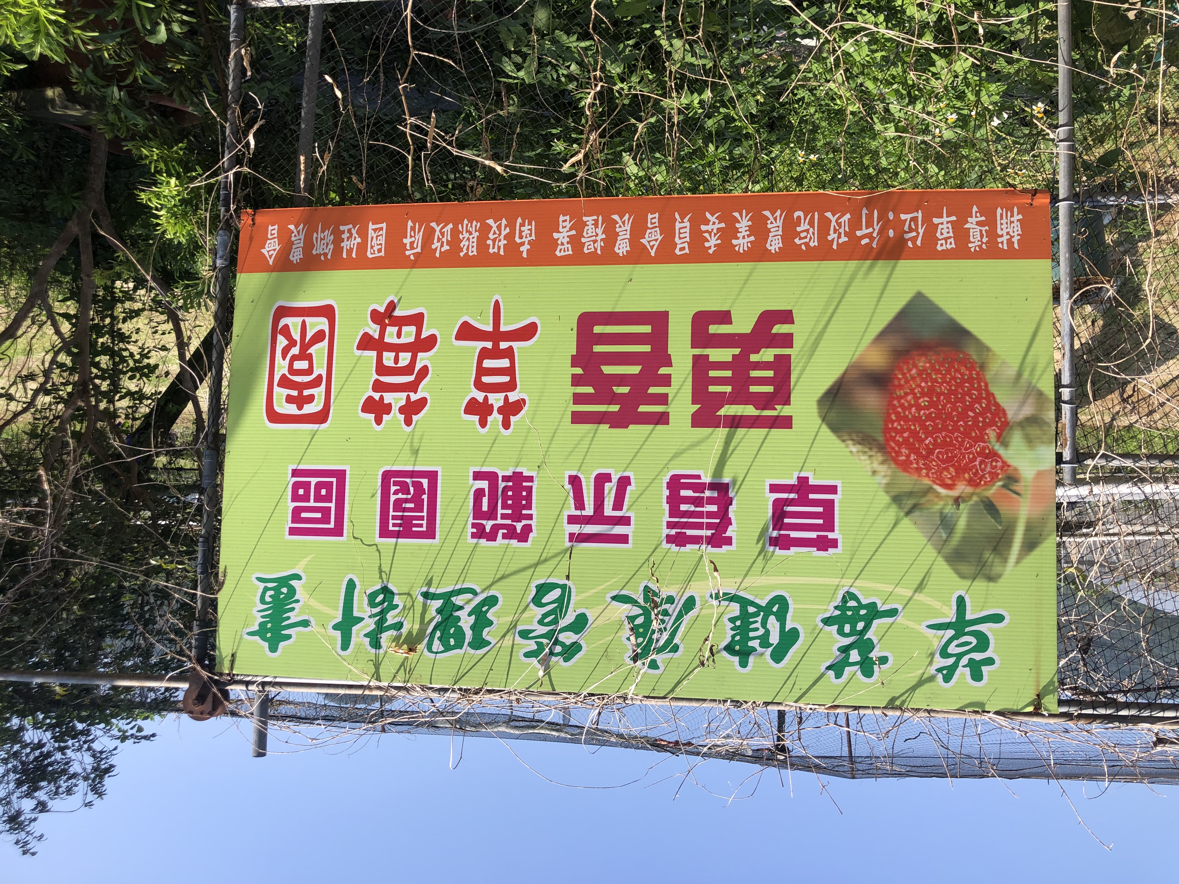 國姓鄉勇春草莓園的無毒草莓，好吃又汁甜。