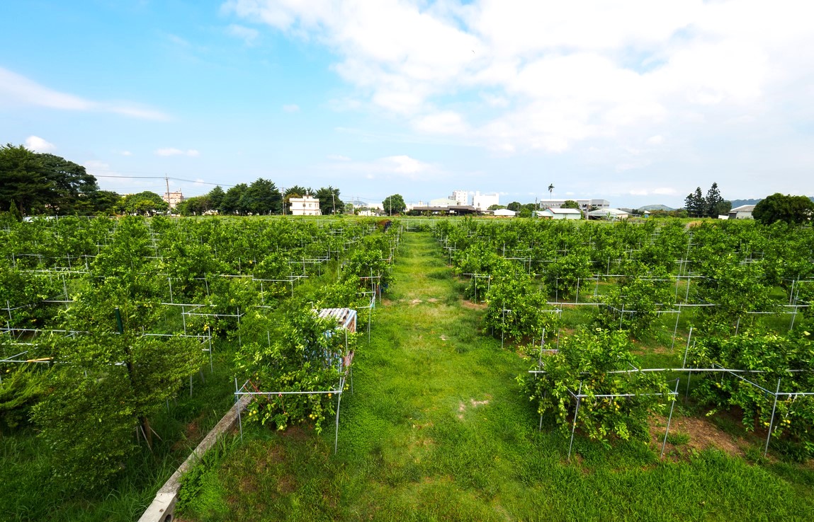 場域內有一大片種植區，進入園區就能聞到淡淡的檸檬香味。