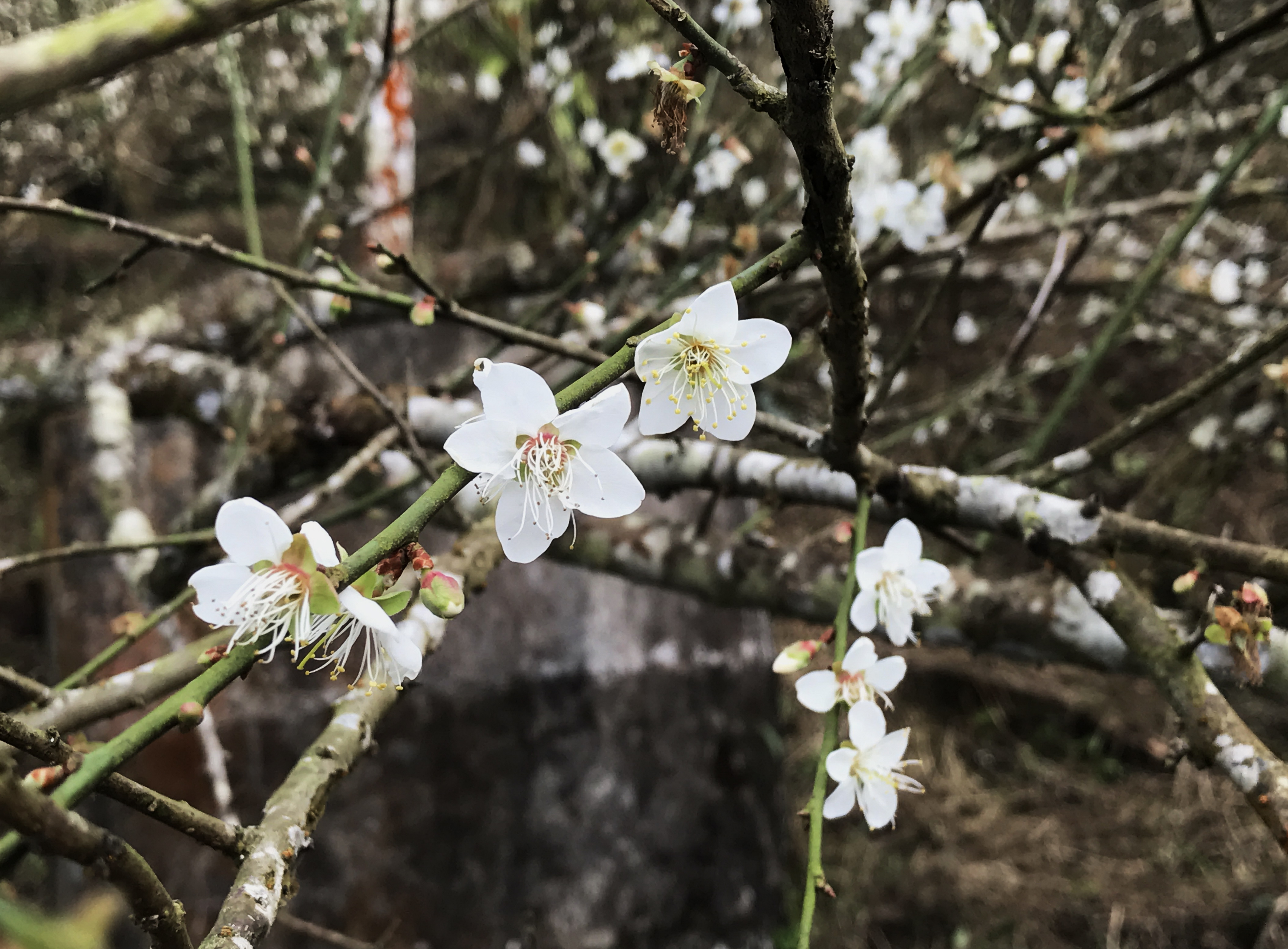 梅嶺梅花一月份起陸續綻開。