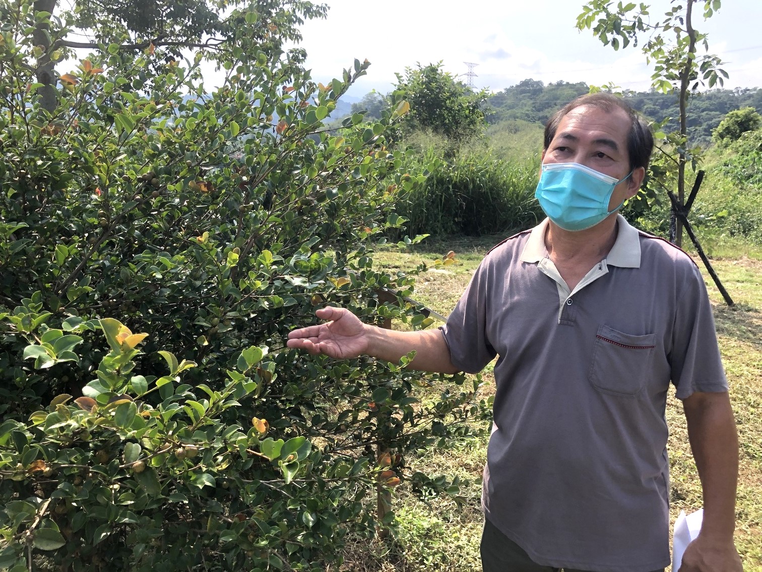場長黃守仁稱自己是中年返鄉，推廣種植苦茶。