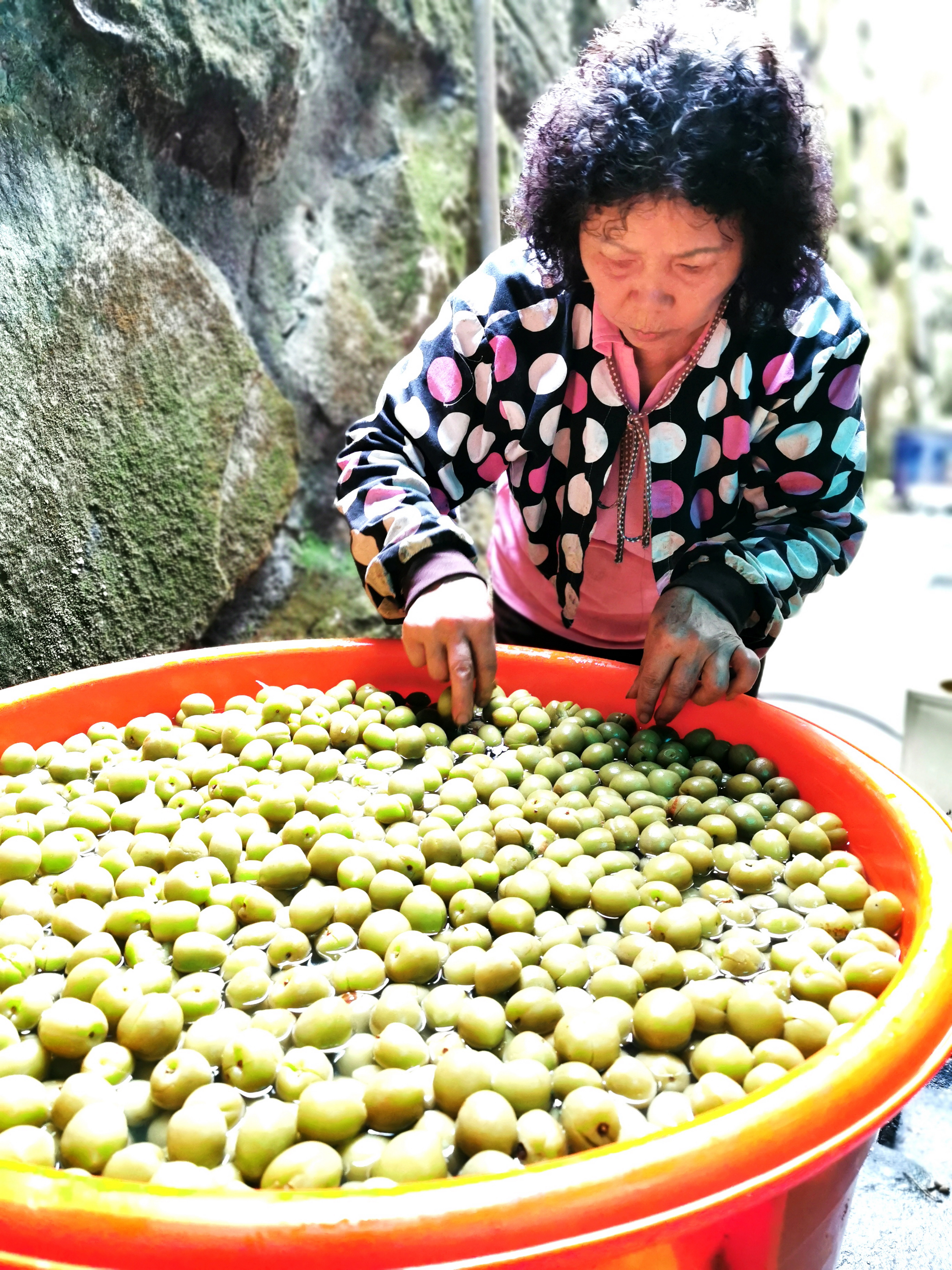 梅嶺梅子串起觀光產業鏈。