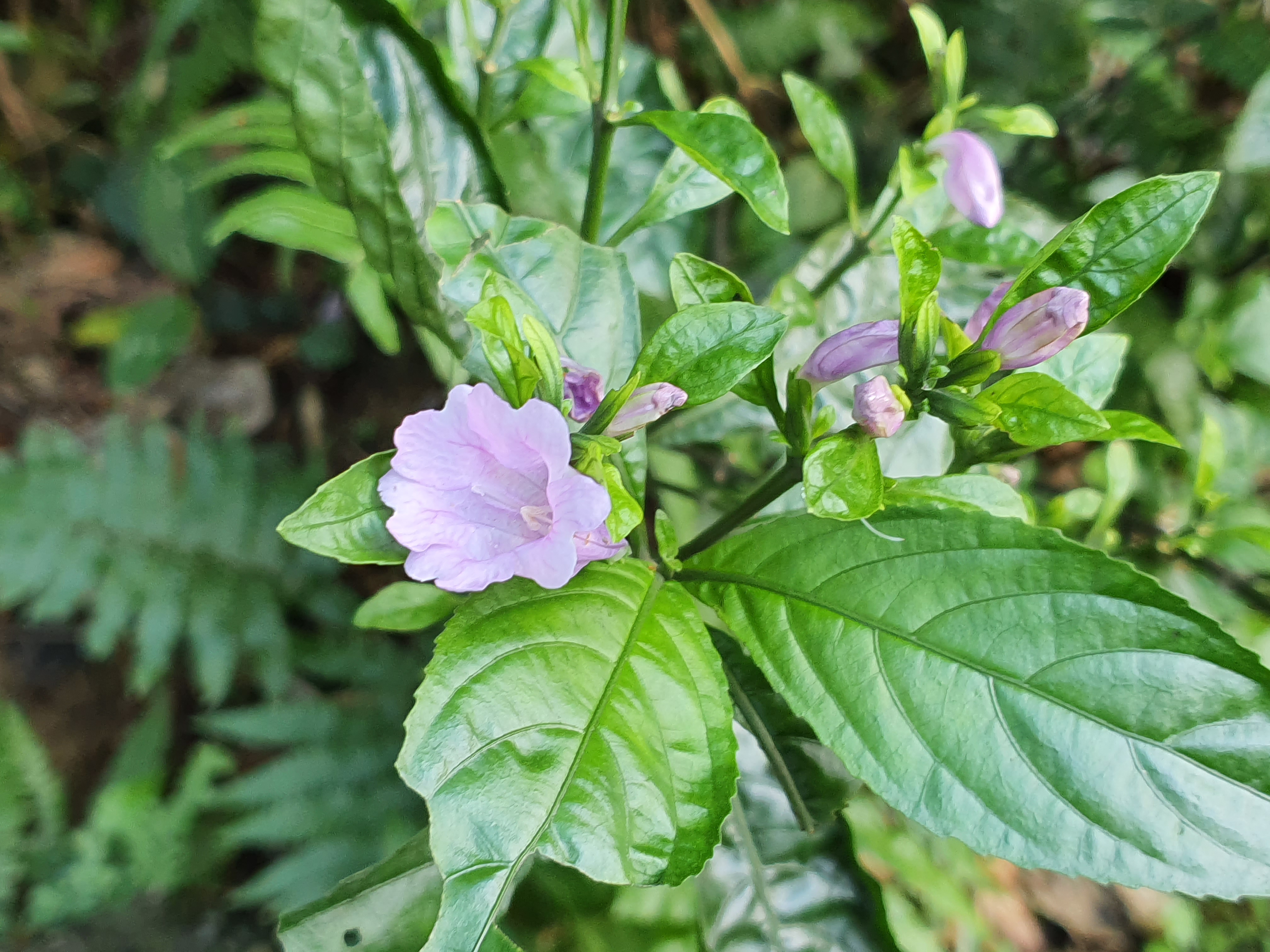 大菁花朵。