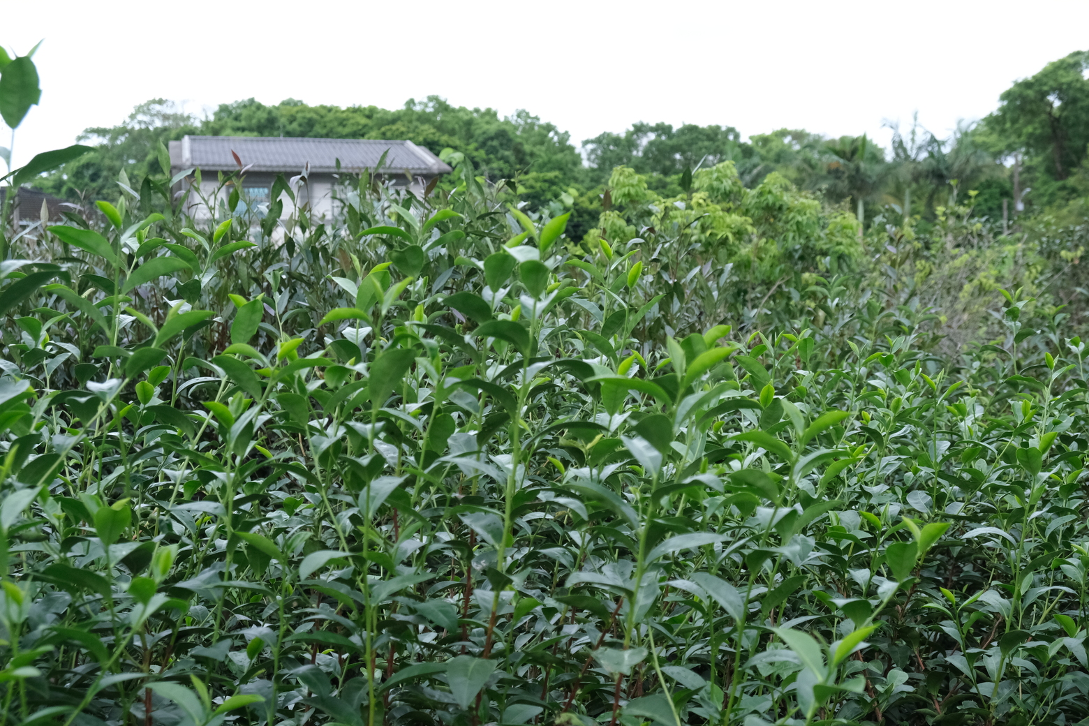 小葉子農園內種植多達14種茶樹品種。