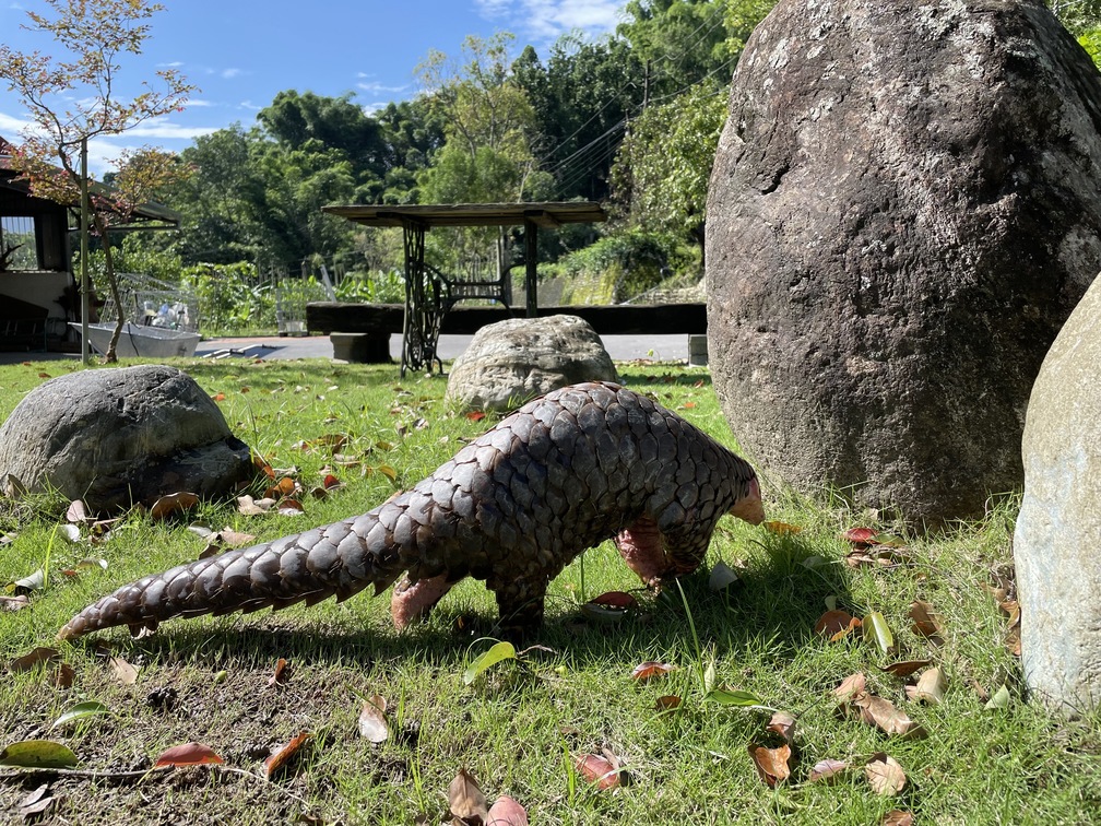 幸運的話可以和穿山甲相遇