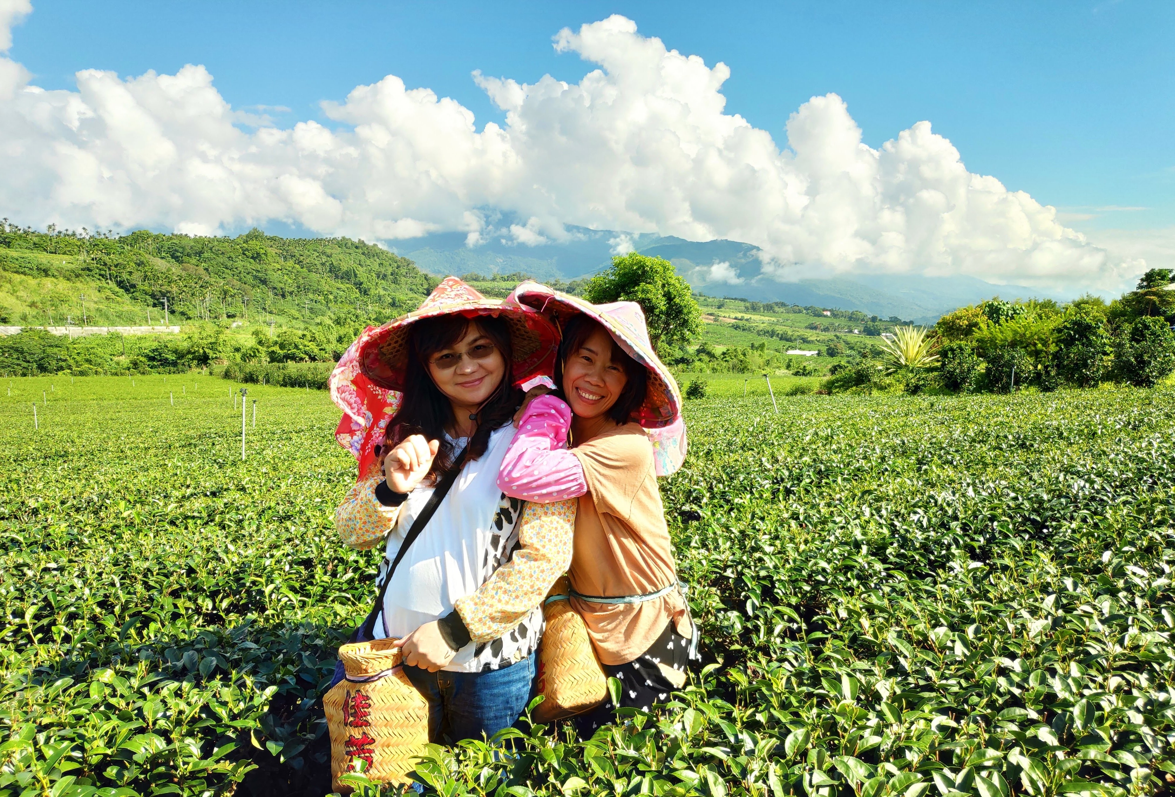 佳芳有機茶園的茶種皆為台灣原生種茶