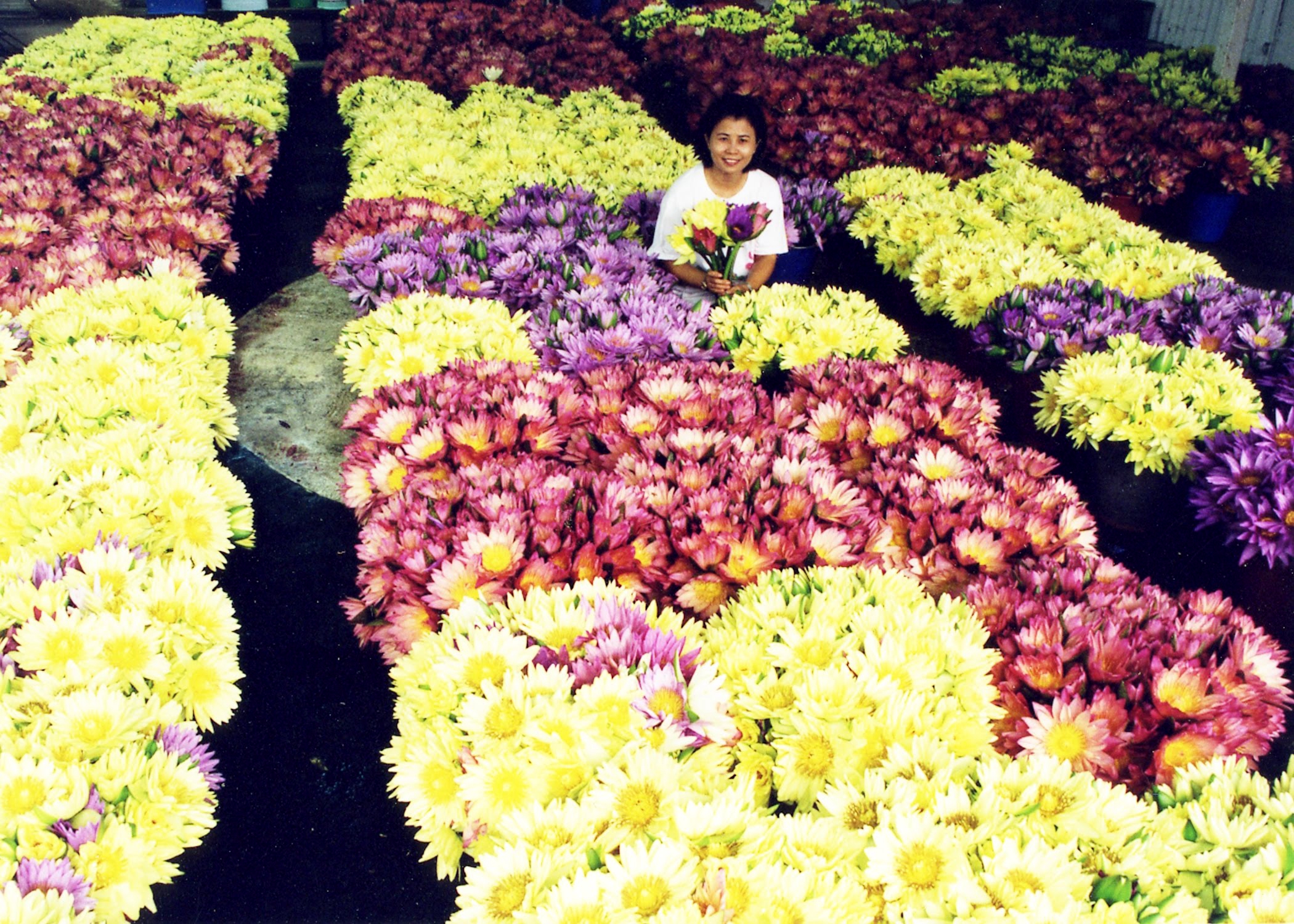 蓮花收集