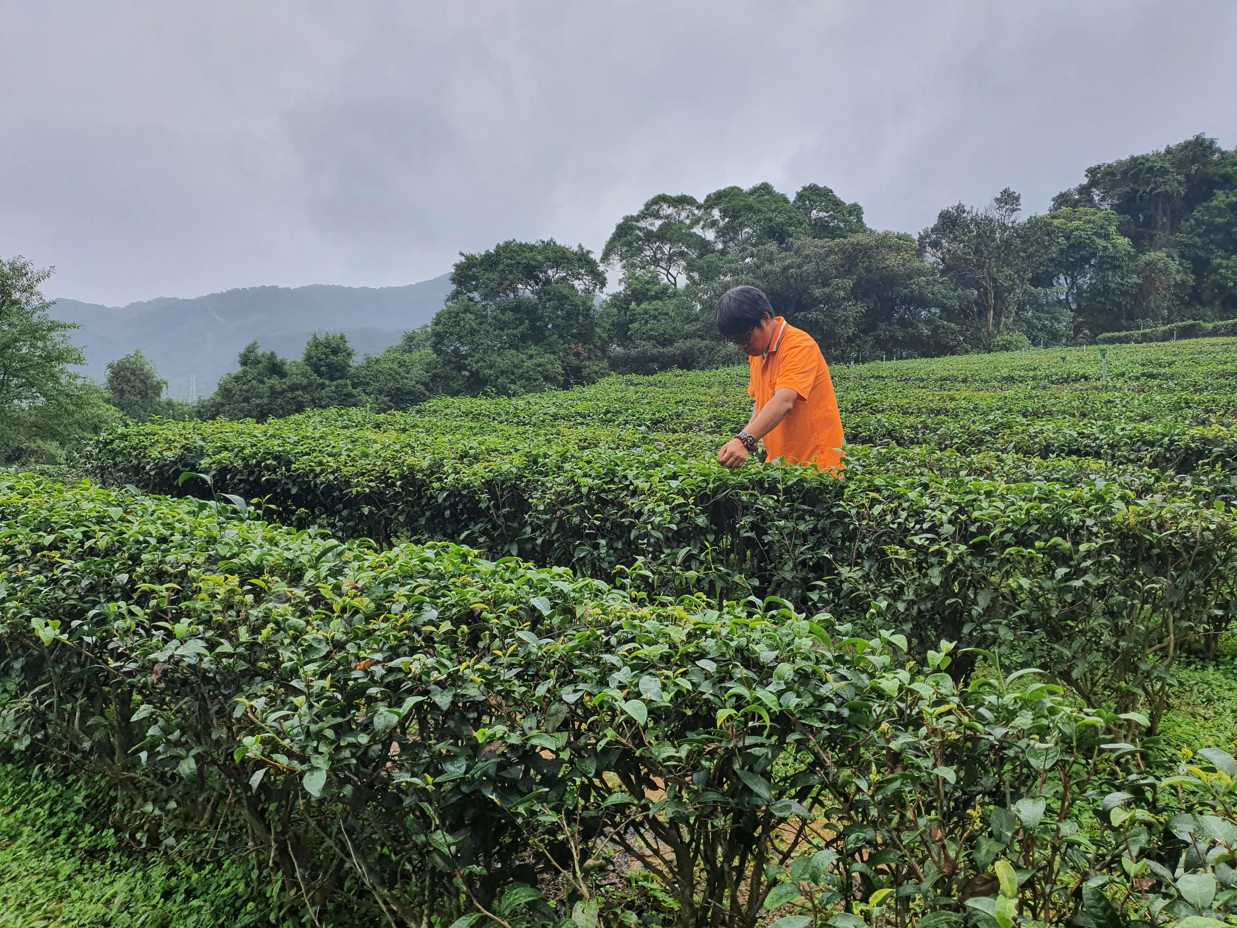 文山農場為有機茶園。