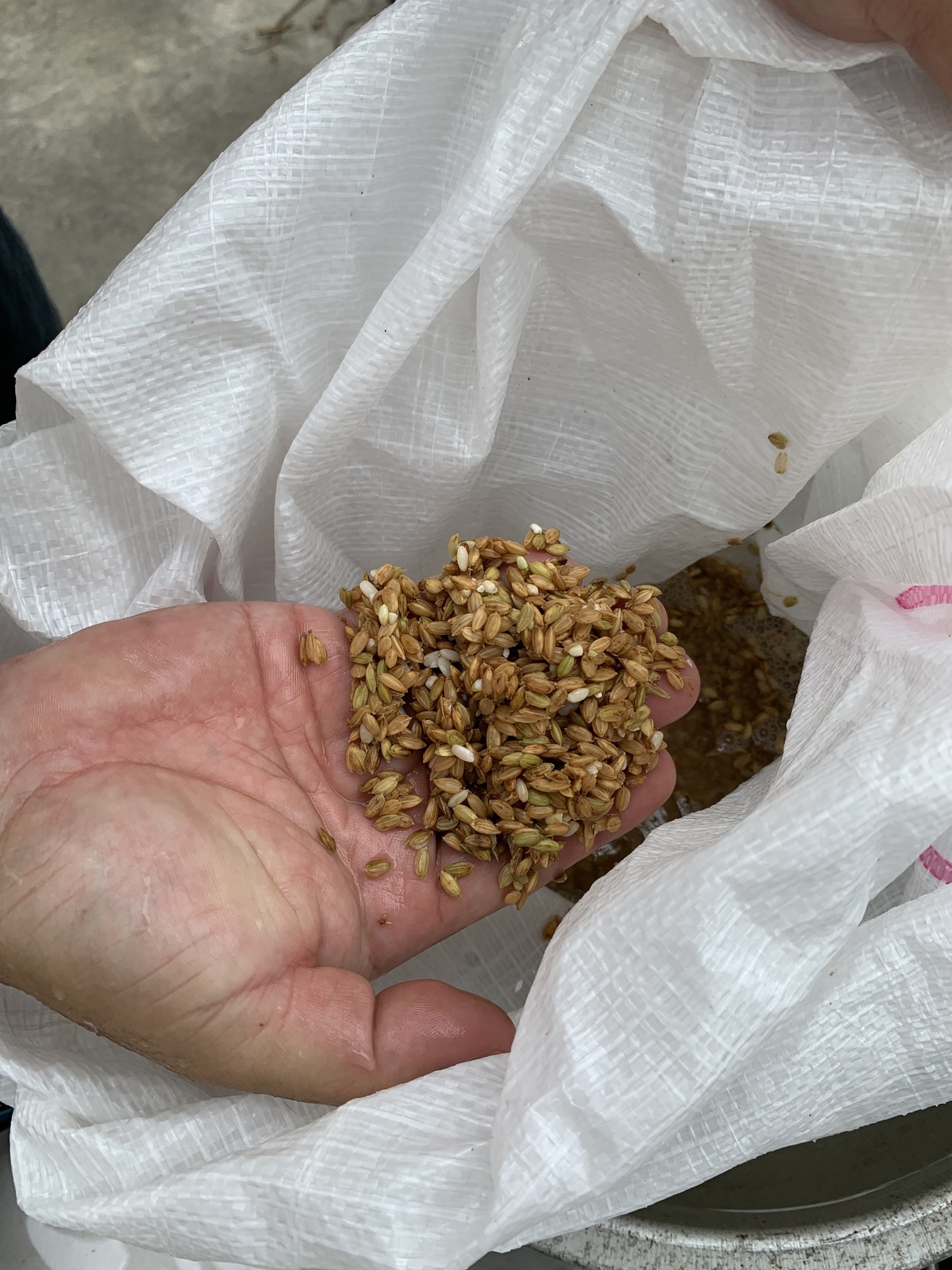 為插秧體驗做準備，要將稻穀泡水48小時，以利發芽。